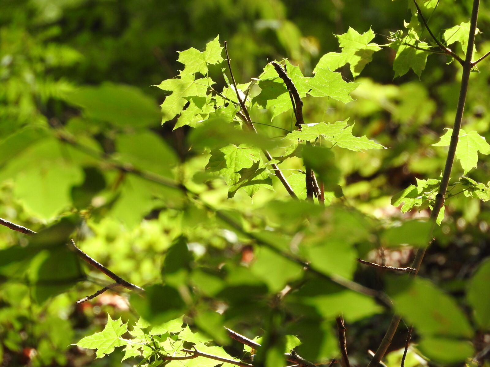Nikon Coolpix P610 sample photo. Maple, leaves, green photography