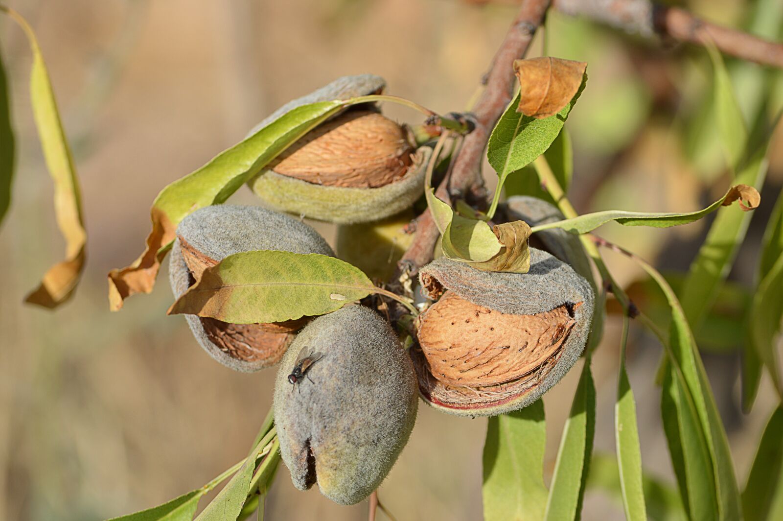 Nikon D3200 sample photo. Almonds, maturation, dried fruits photography