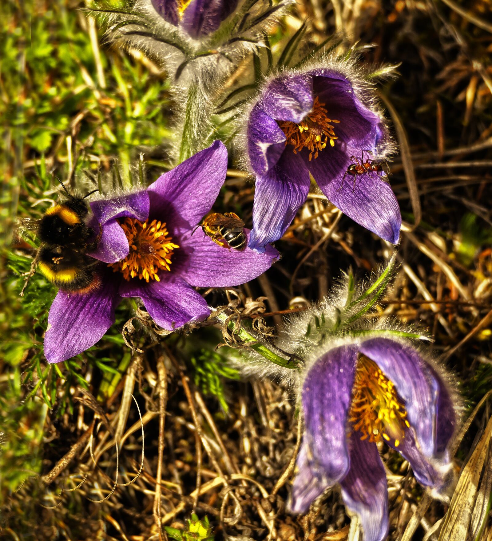Panasonic Lumix DMC-FZ1000 sample photo. Flower, plant, pasque flower photography