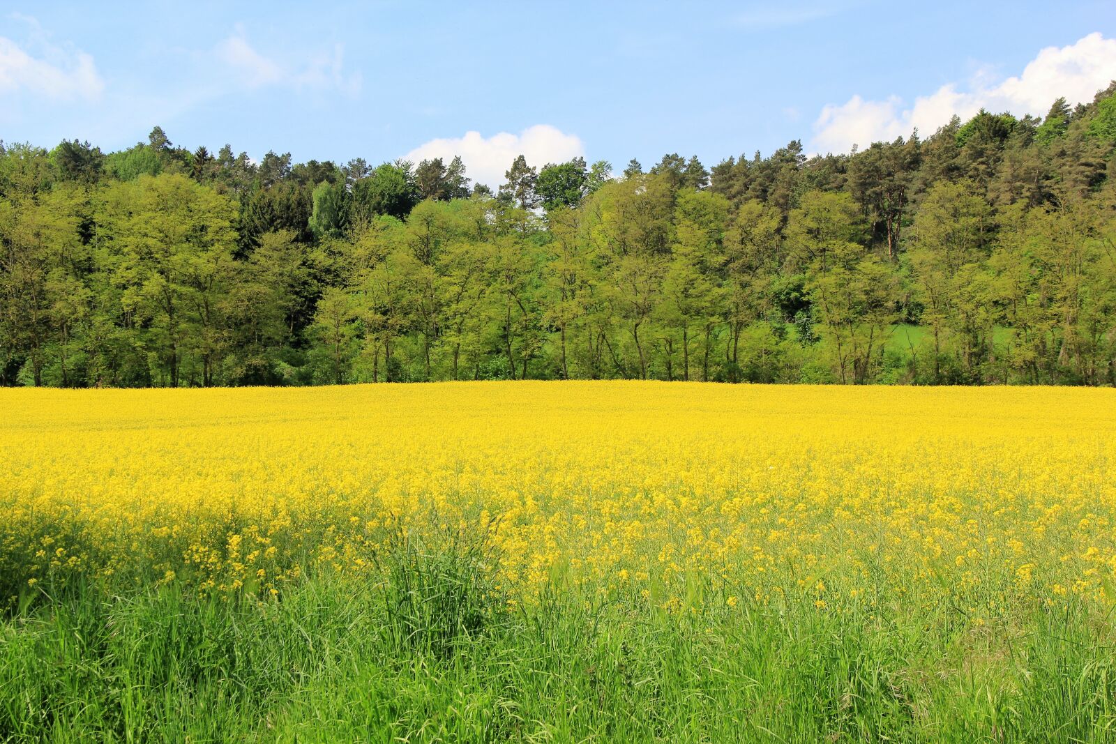 Canon EF-S 18-135mm F3.5-5.6 IS sample photo. Oilseed rape, field of photography
