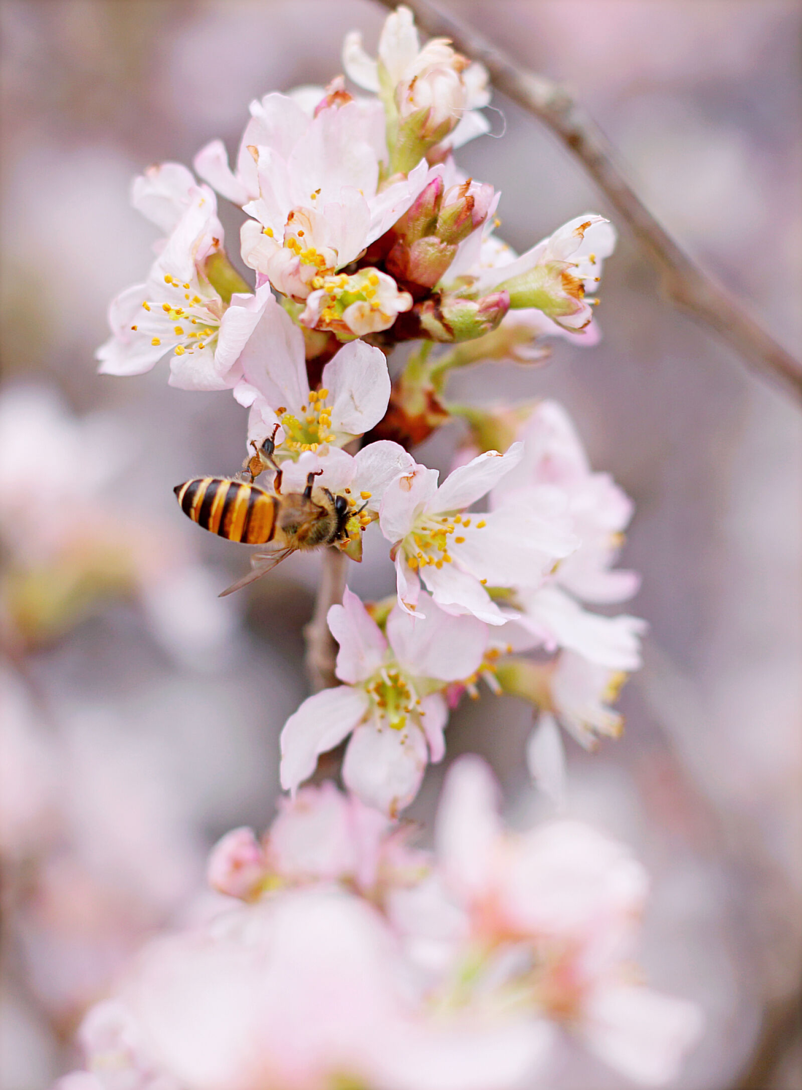 Canon EOS 70D + Canon EF 50mm F1.8 STM sample photo. Closeup, photo, of, honeybee photography