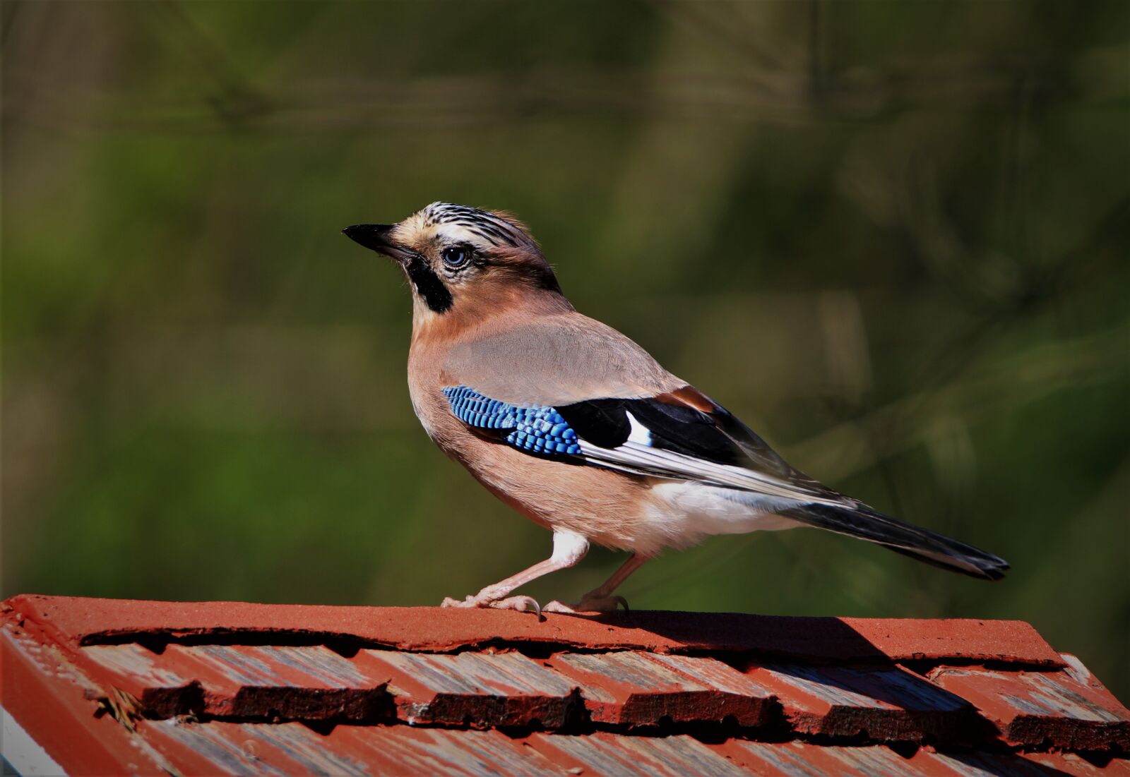 Tamron SP 150-600mm F5-6.3 Di VC USD sample photo. Jay, songbird, bird photography