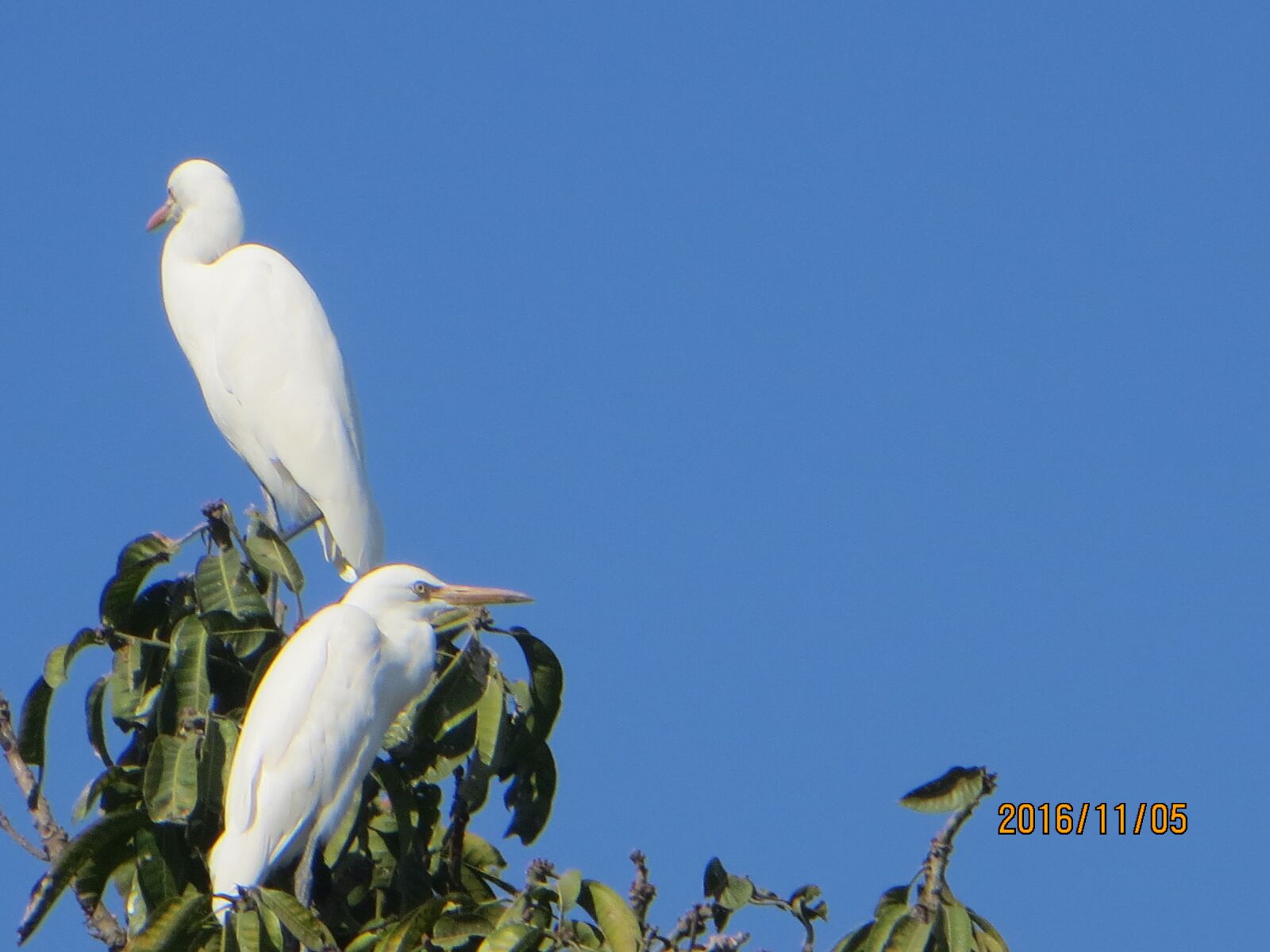 Canon PowerShot SX260 HS sample photo. Birds, blue sky, hd photography