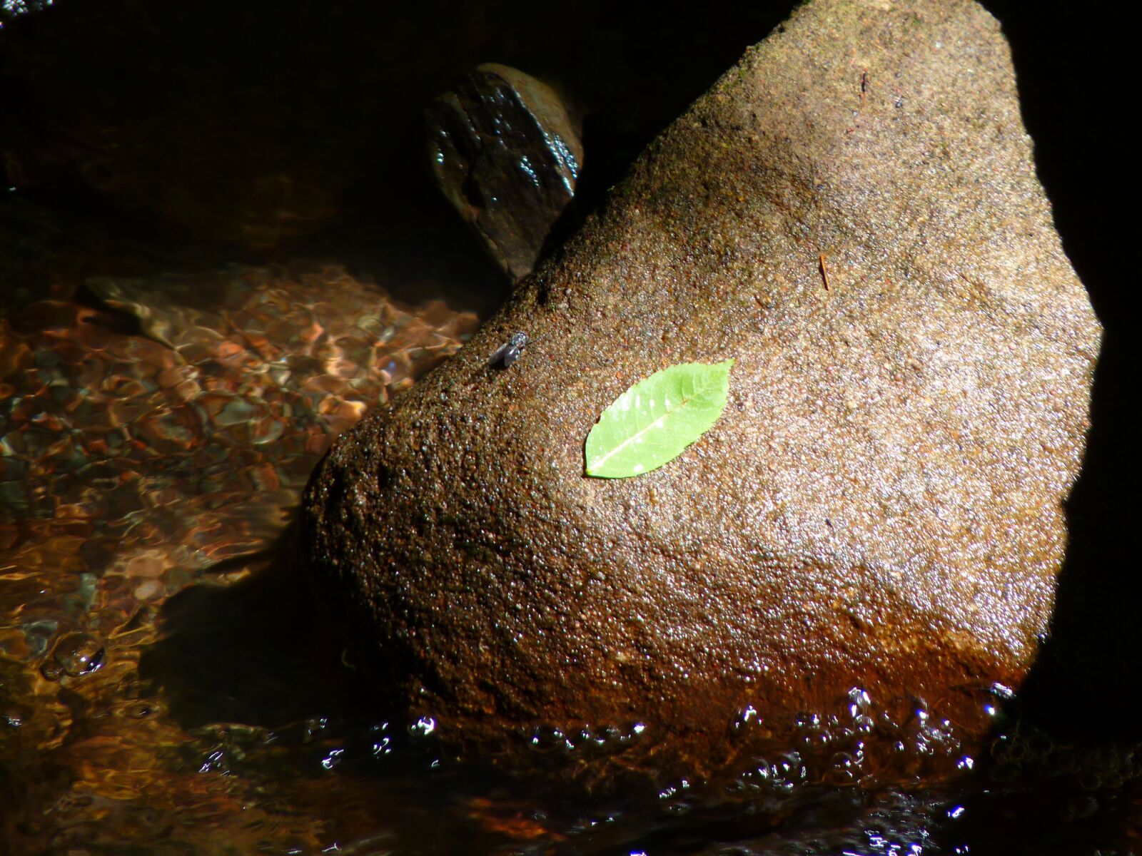 Panasonic Lumix DMC-FZ35 (Lumix DMC-FZ38) sample photo. Leaf, green, shine stone photography
