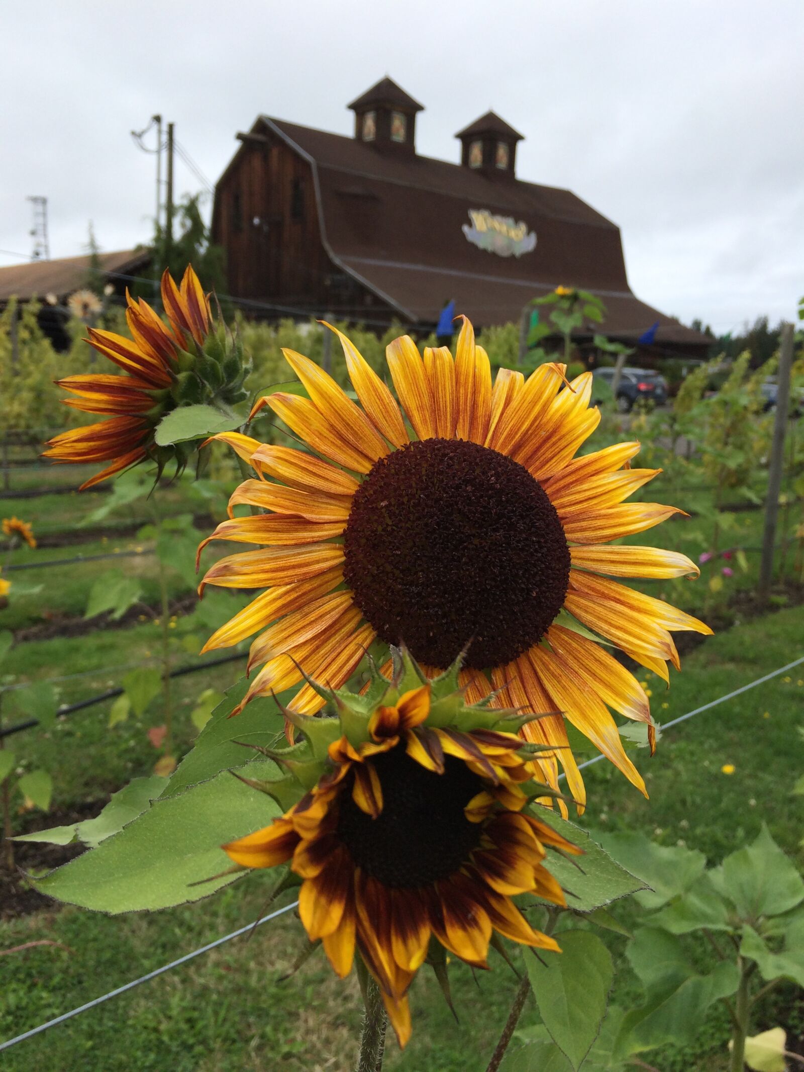 iPhone 5s back camera 4.15mm f/2.2 sample photo. Sunflower, summer, blossom photography