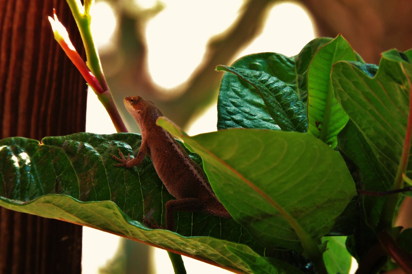 Nikon Coolpix P600 sample photo. Lizard, nature, reptile photography