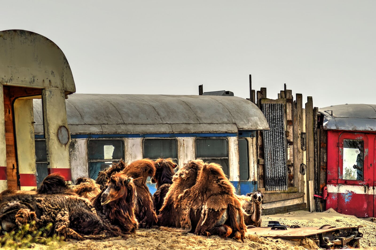 Nikon D3200 sample photo. Desert, wagons, camels photography