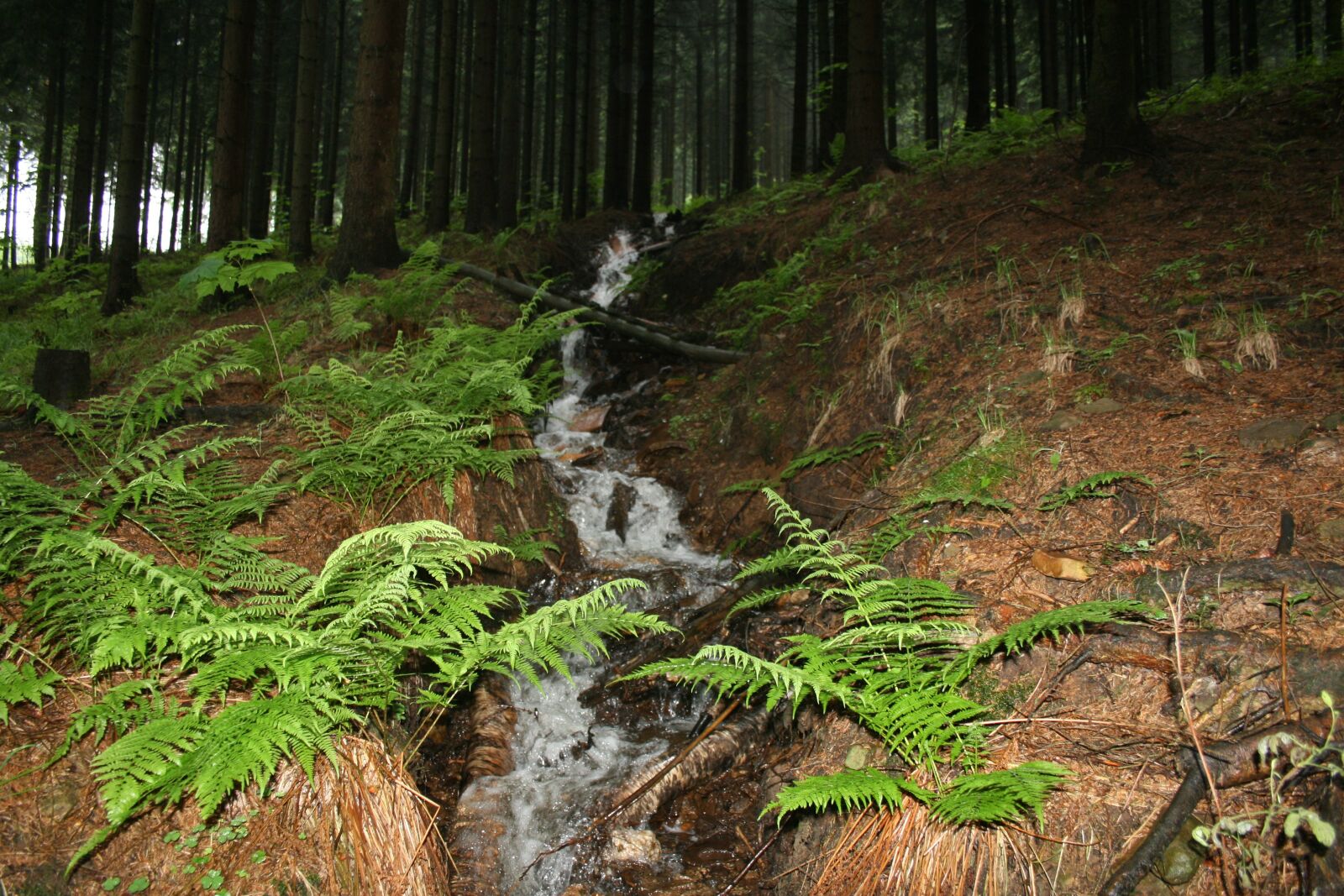 Canon EOS 400D (EOS Digital Rebel XTi / EOS Kiss Digital X) sample photo. Nature, forest, bach photography