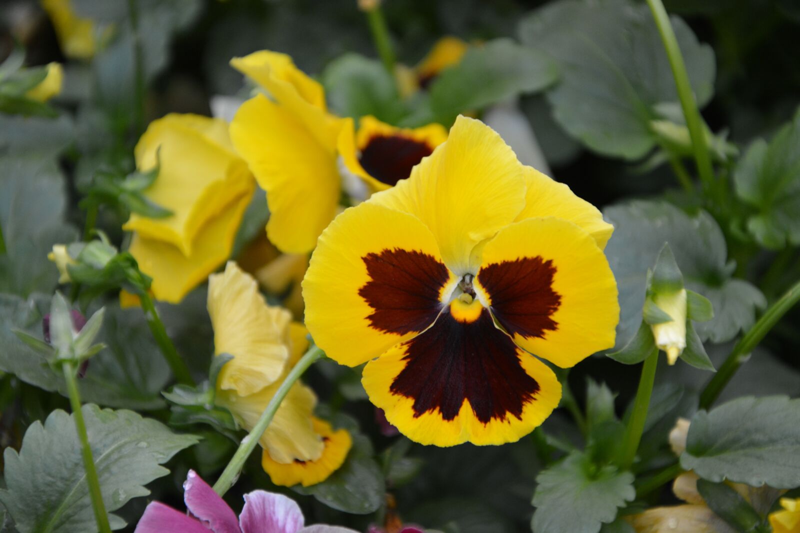 Nikon D5200 sample photo. Flower, flowers, yellow pansies photography