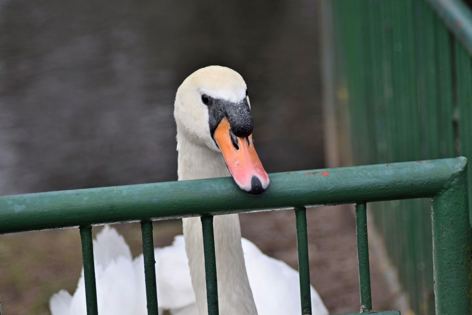 Nikon D3300 sample photo. Pond, swan, white swan photography