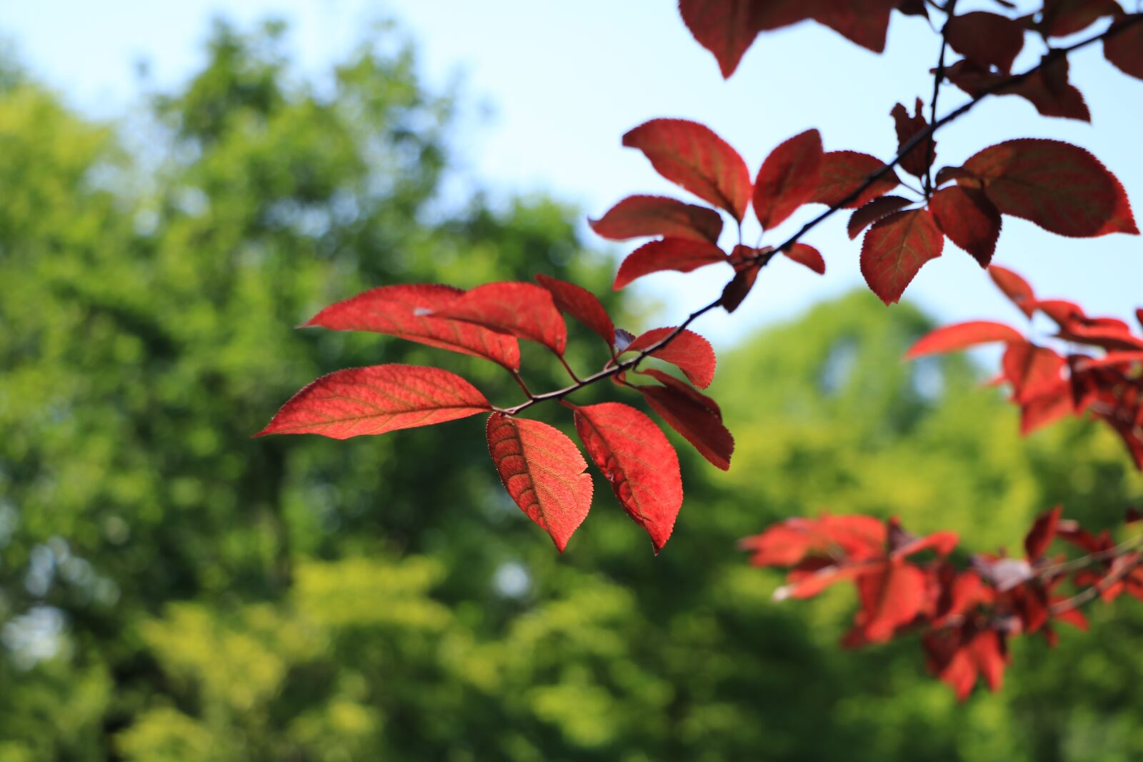 Canon EOS 750D (EOS Rebel T6i / EOS Kiss X8i) sample photo. Red leaves, park, green photography