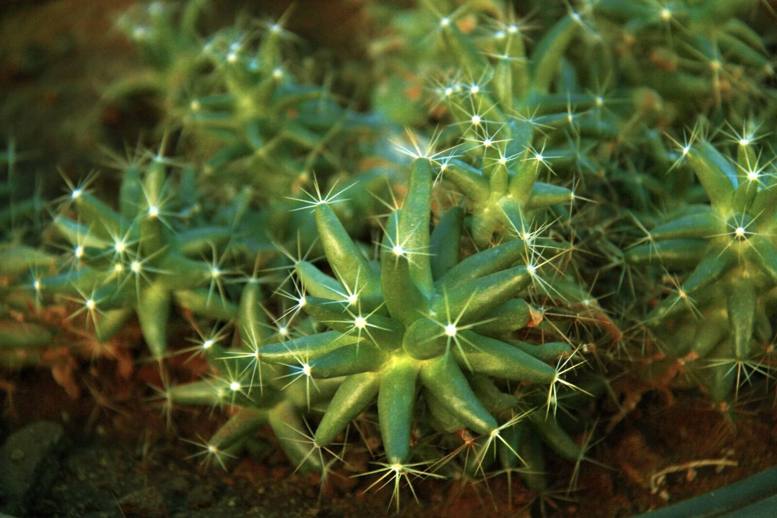 Canon EOS 7D sample photo. Cactus, plant, circles photography