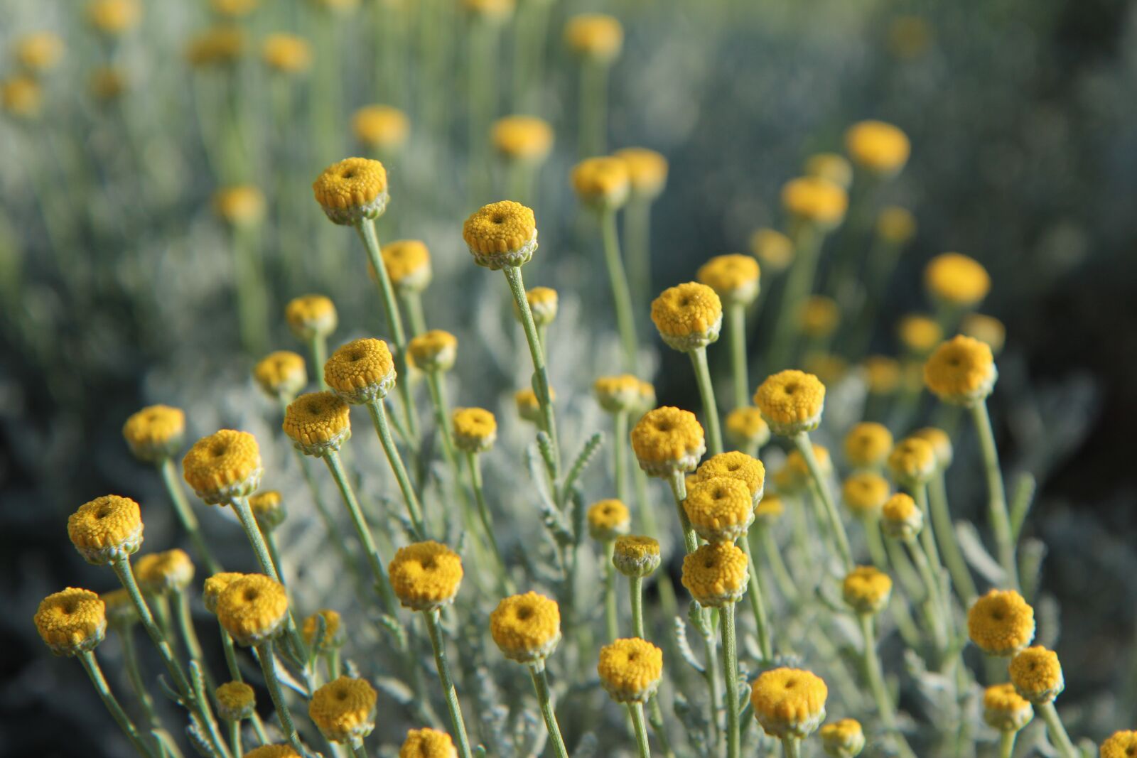 Canon EOS 600D (Rebel EOS T3i / EOS Kiss X5) sample photo. Santoline, flower santoline, flowers photography