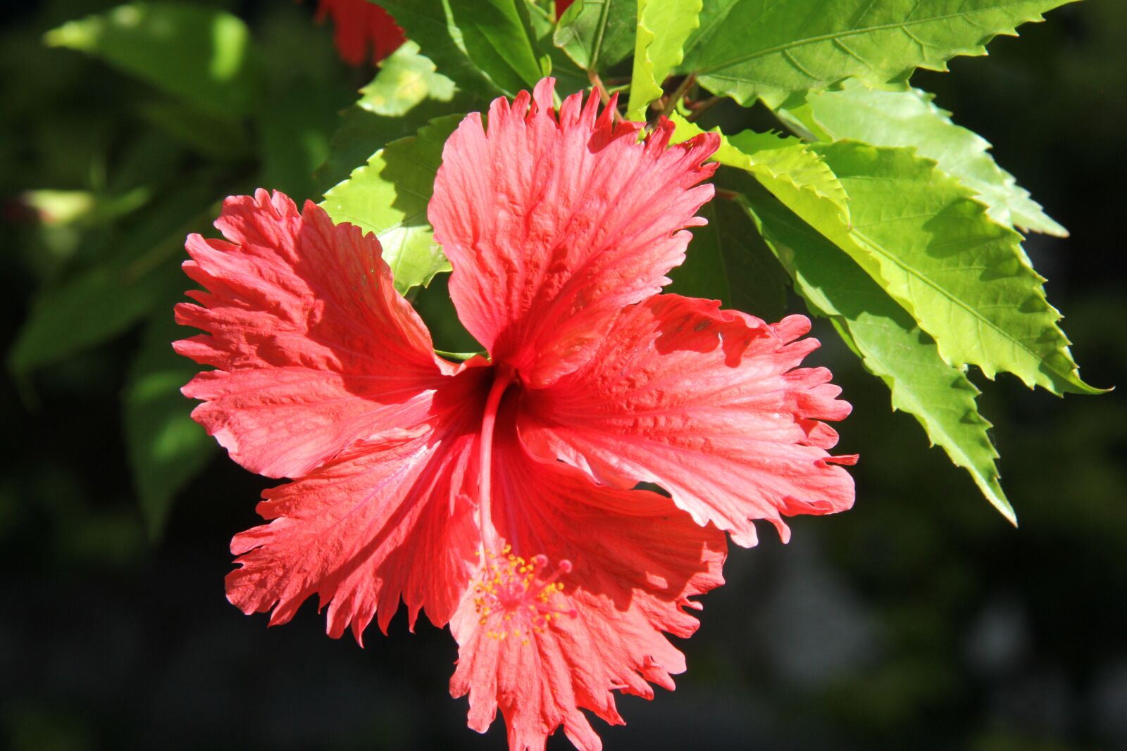 Canon EF-S 18-200mm F3.5-5.6 IS sample photo. Flower, sol, nature photography