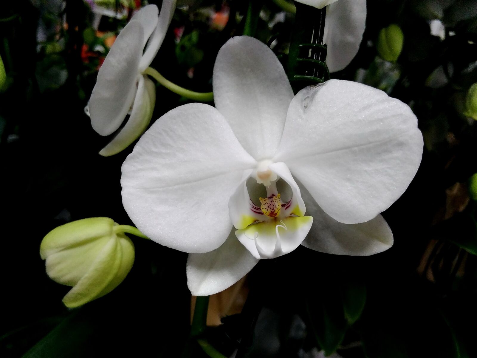 Lenovo S60-A sample photo. Botanical, orchid, white, plant photography
