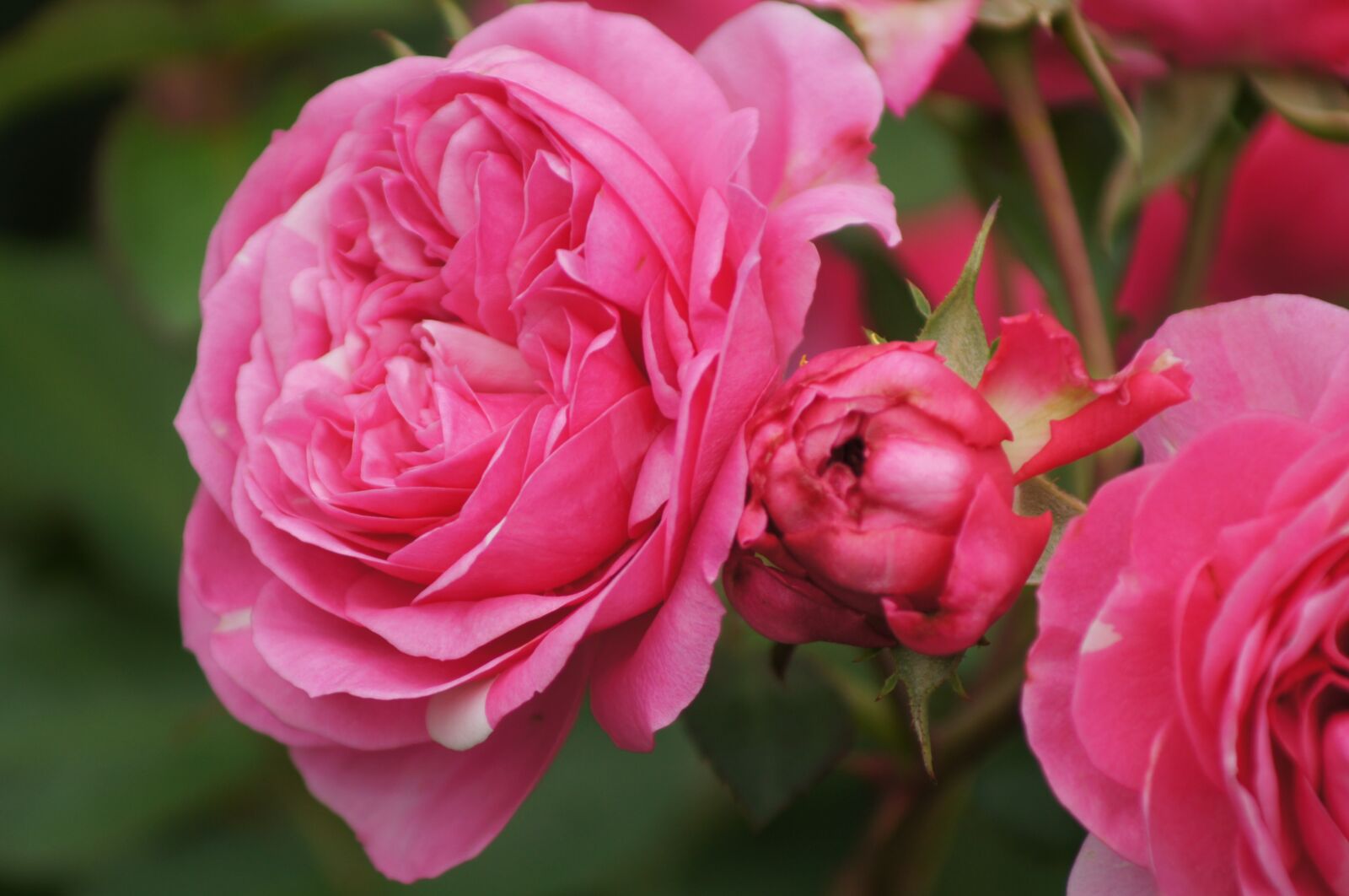 Sony SLT-A35 sample photo. Flower, rose, blossom photography