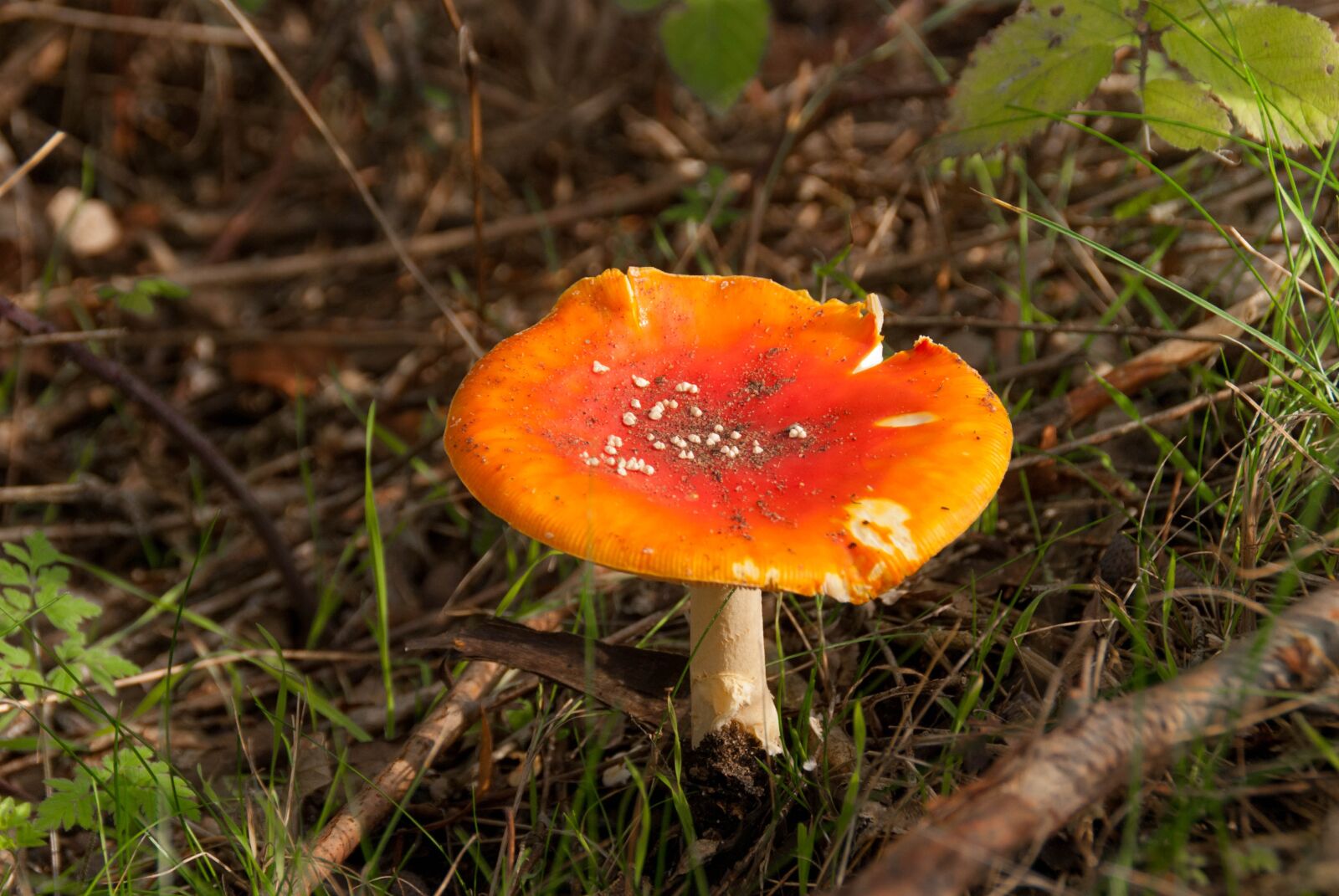 Nikon D80 sample photo. Mushroom, toxic, forest photography