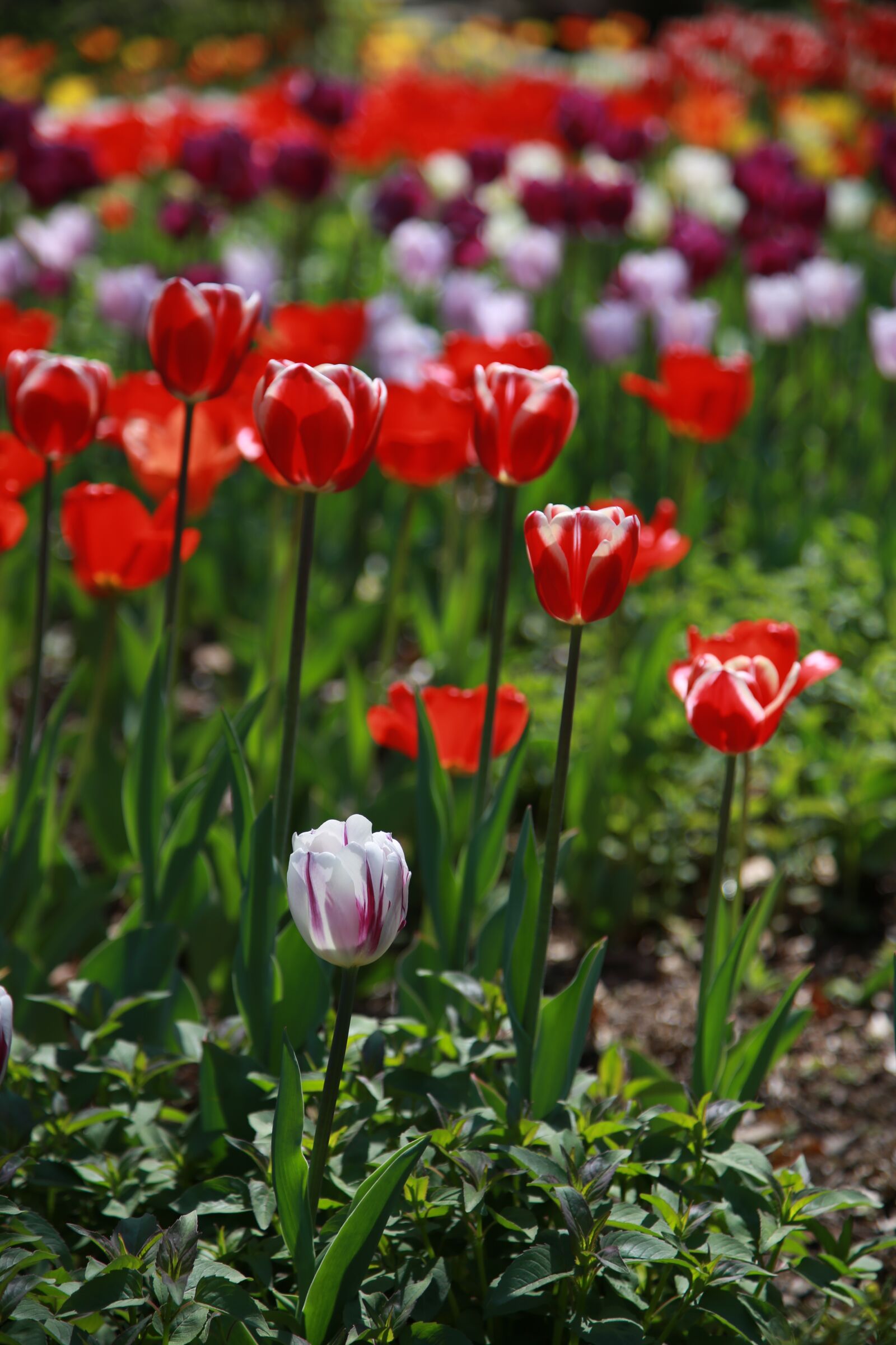 Canon EOS 6D + Canon EF 24-105mm F4L IS USM sample photo. Tulip, garden, nature photography