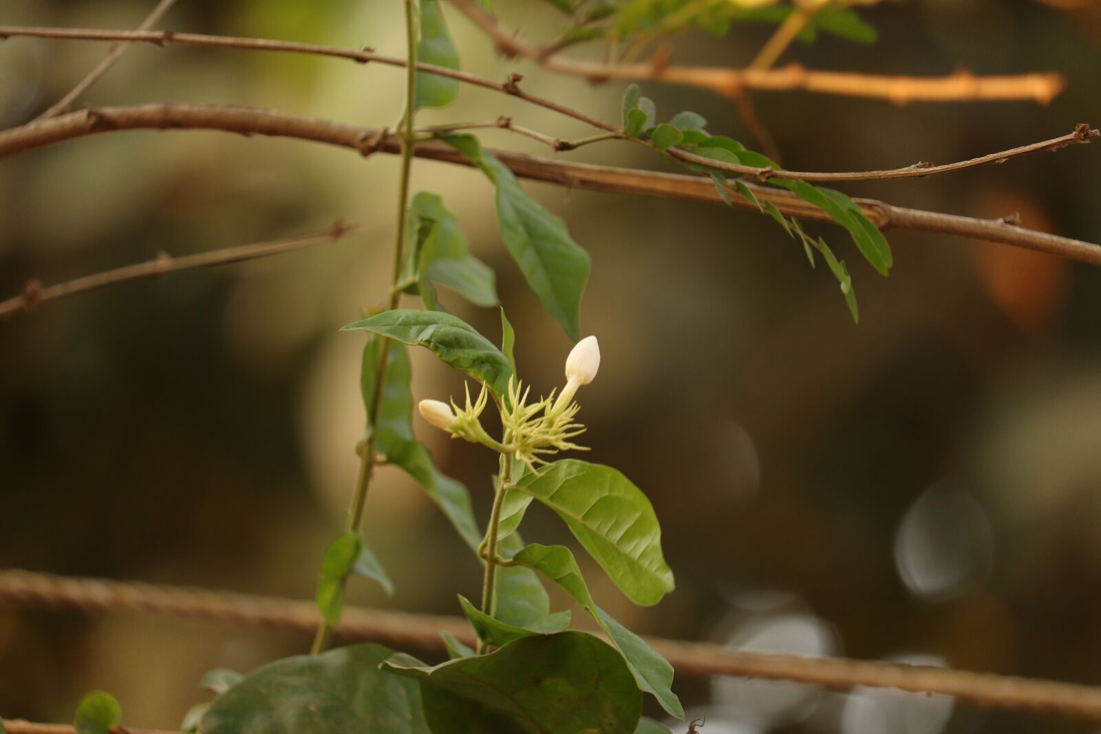 Canon EOS 250D (EOS Rebel SL3 / EOS Kiss X10 / EOS 200D II) sample photo. Flower, jasmine flower, kerala photography