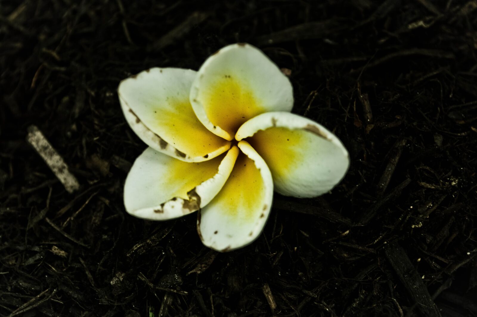 Nikon D3200 sample photo. Flower, jasmine, white photography