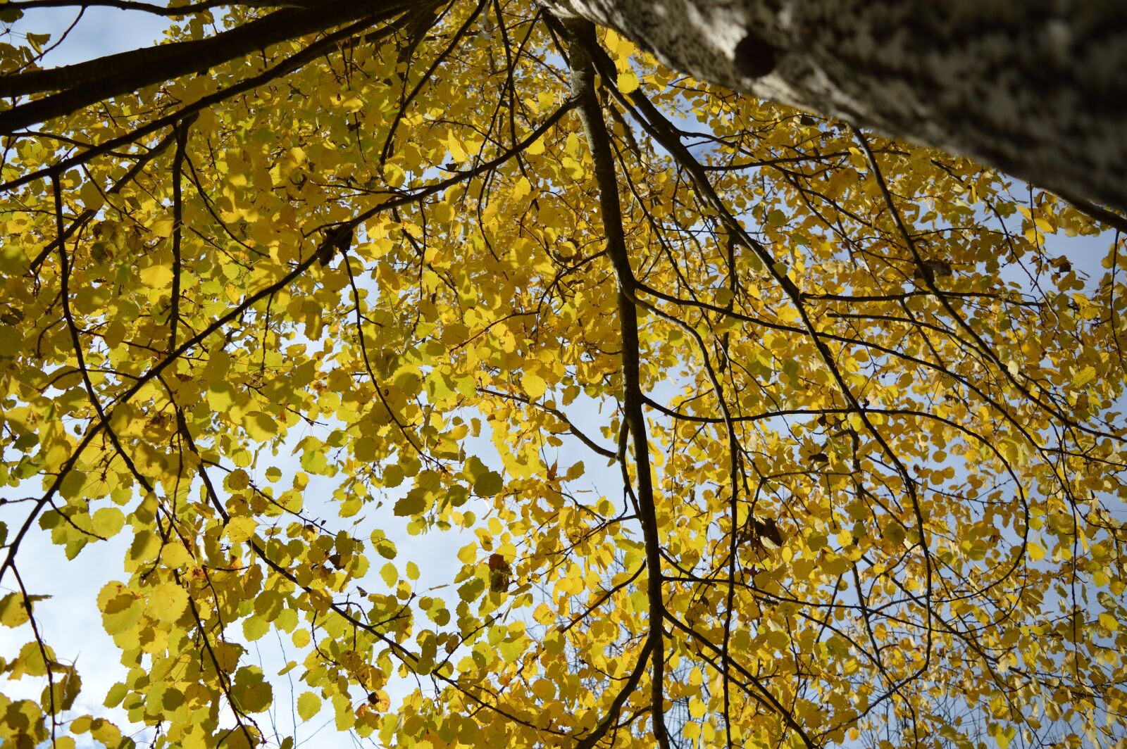 Nikon D3200 sample photo. Autumn, trees, nature photography