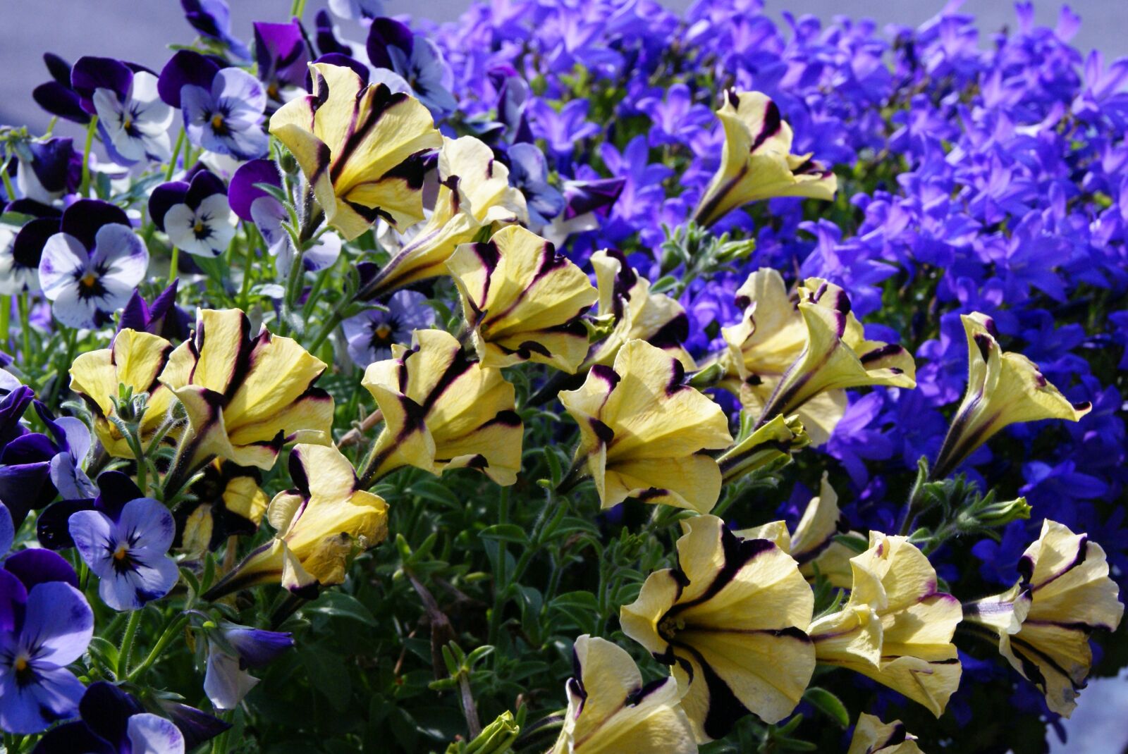 Sony Alpha DSLR-A300 sample photo. Surfinia, petunia, bellflower photography