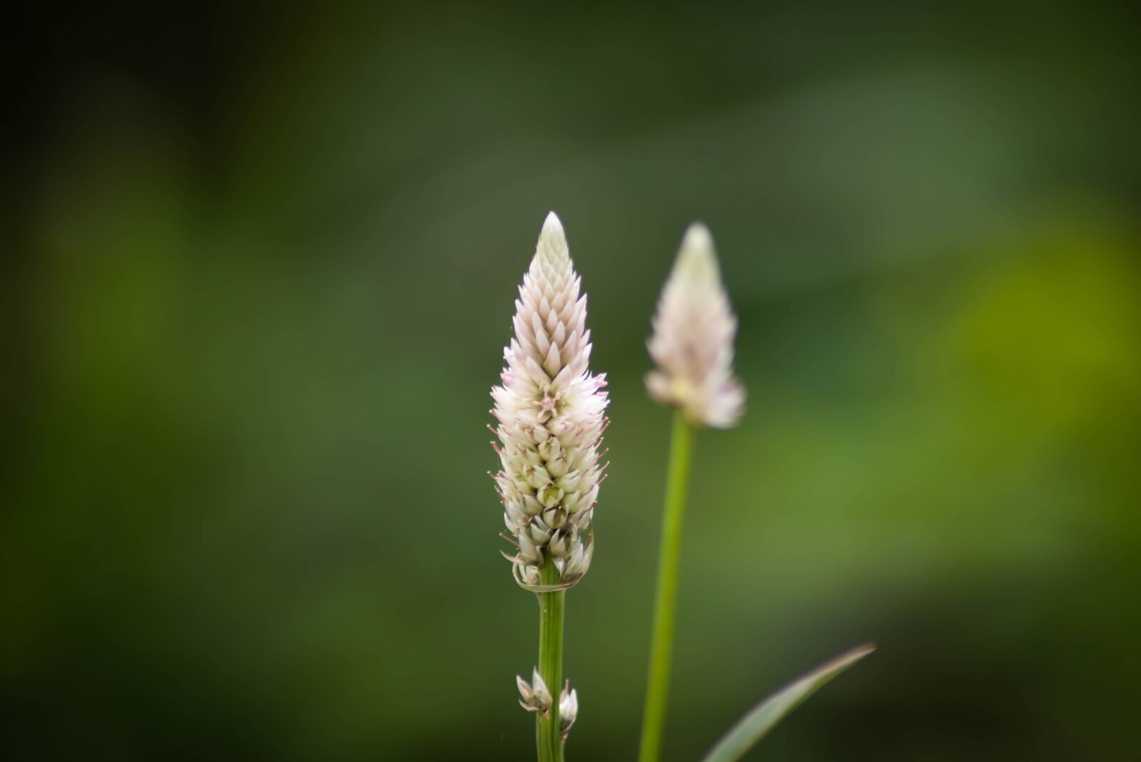Tamron AF 70-300mm F4-5.6 Di LD Macro sample photo. Nature, green, leaf photography
