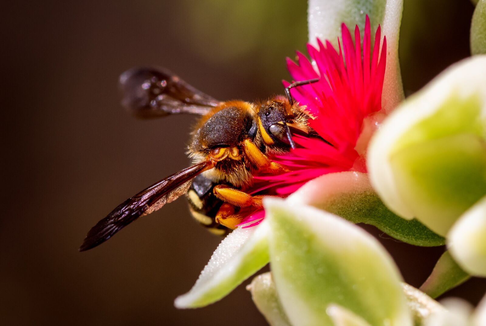 Canon EOS 1300D (EOS Rebel T6 / EOS Kiss X80) sample photo. Macro, bee, pollen photography