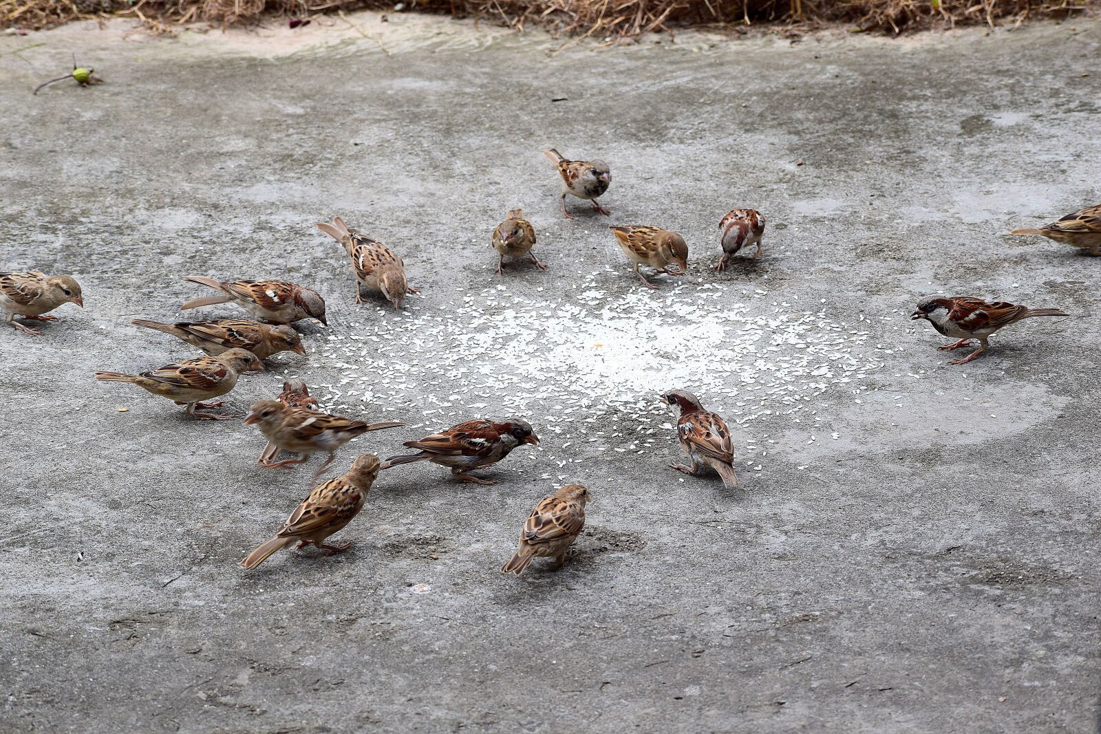 Nikon D3300 sample photo. Sparrows, feeding, bird photography