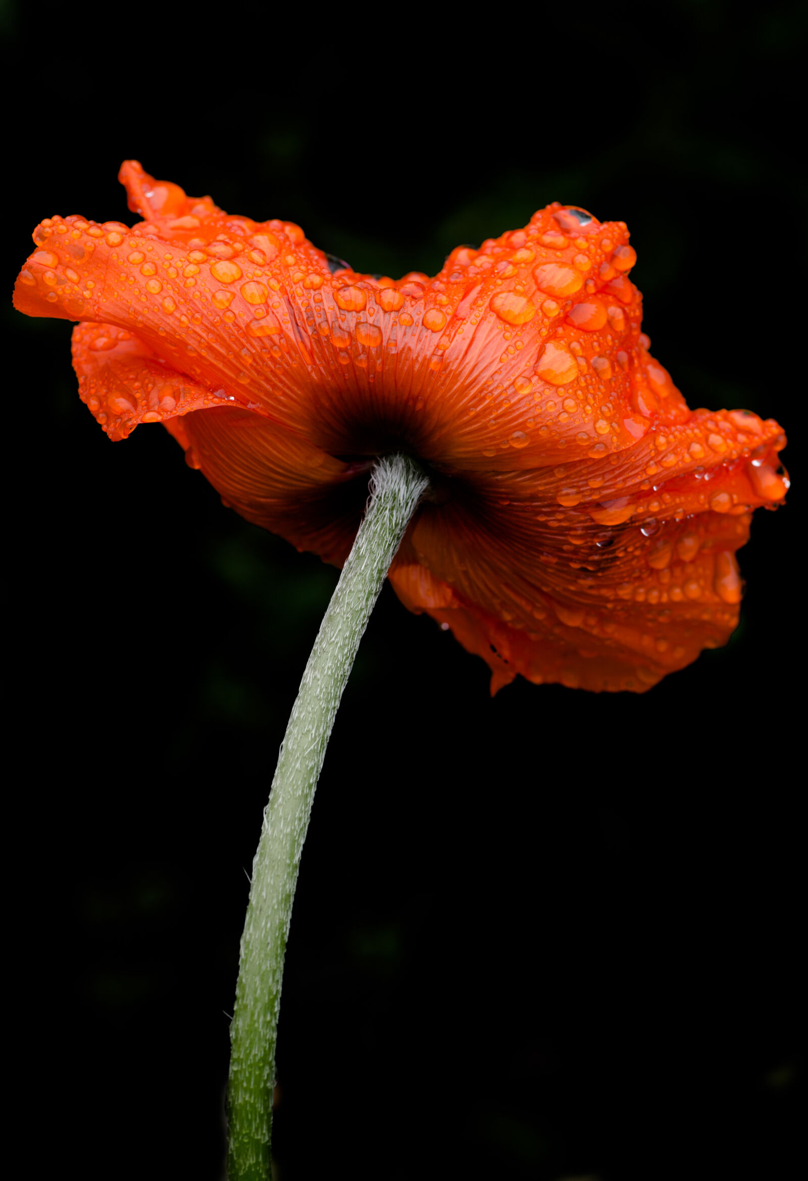 Nikon D800E sample photo. Close, up, of, flower photography