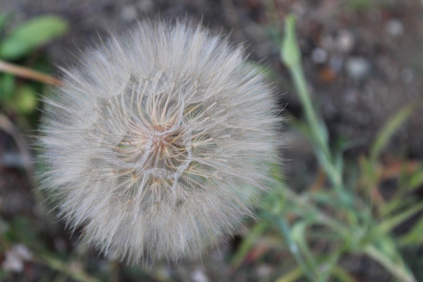 Canon EOS 1300D (EOS Rebel T6 / EOS Kiss X80) sample photo. Dandelion flower, dandelion, flower photography
