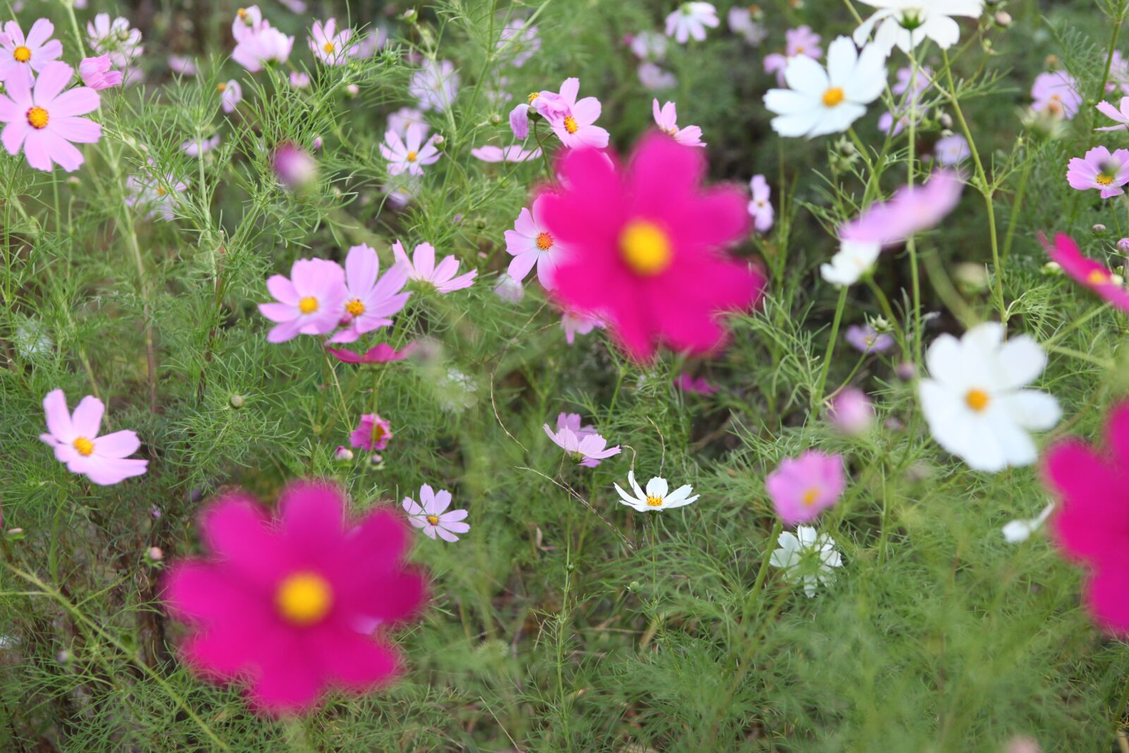 Canon EOS 5D Mark II sample photo. Cosmos, autumn, flowers photography