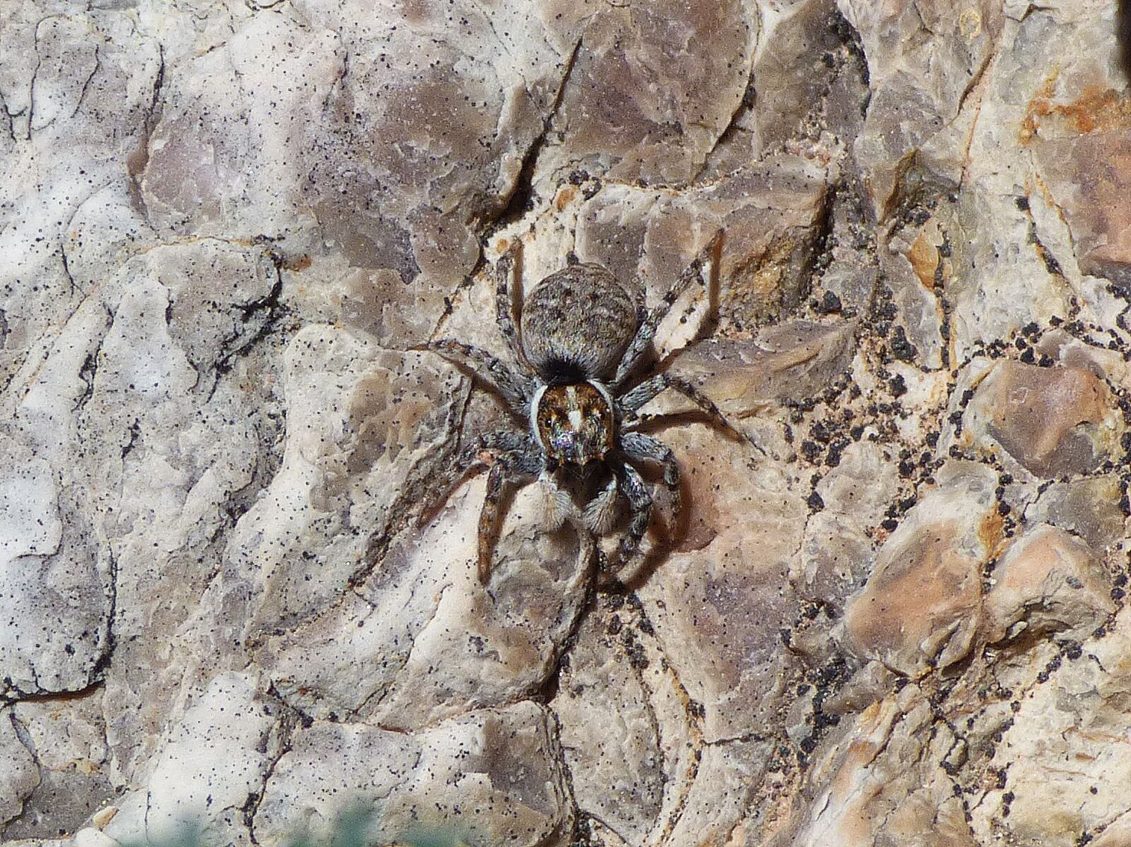 Panasonic Lumix DMC-FZ70 sample photo. Salt cido, spider leaper photography