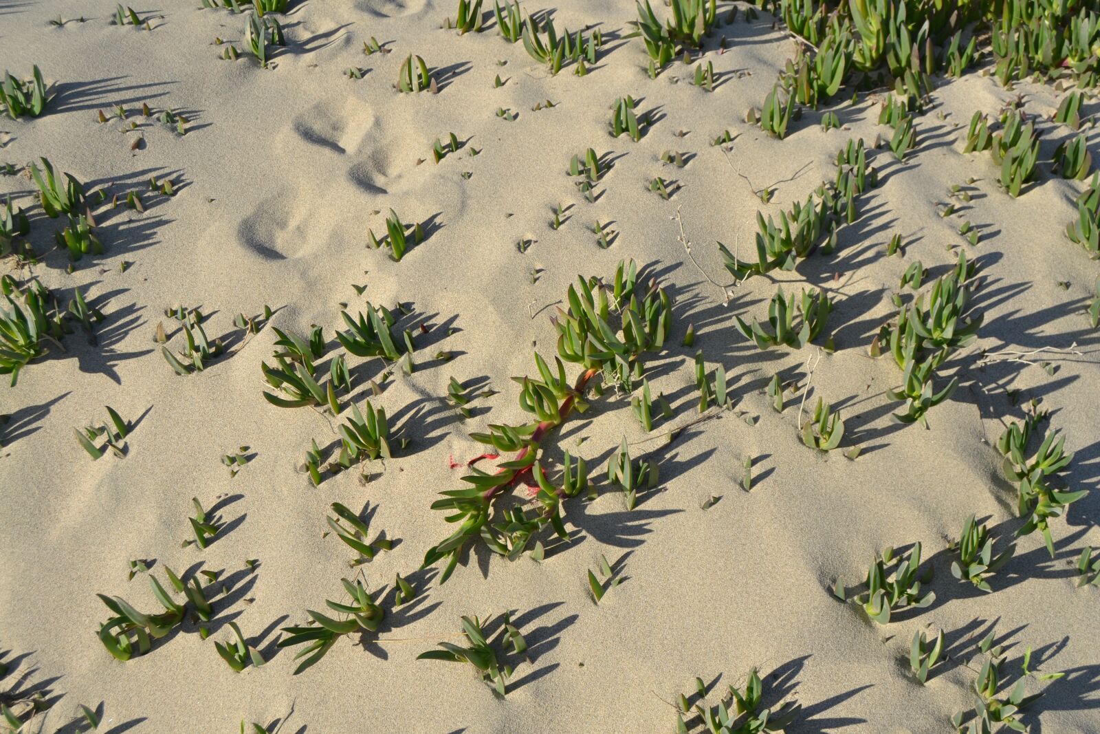 Nikon D3100 sample photo. Sand, beach, nature photography