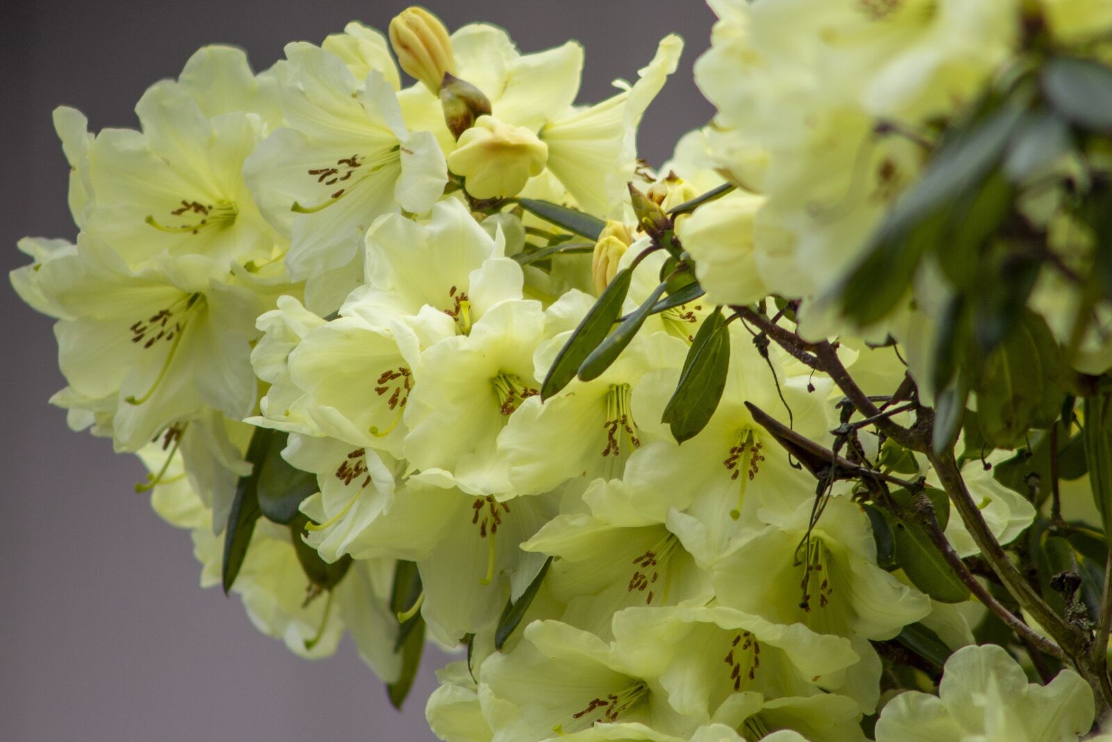 Canon EOS 1100D (EOS Rebel T3 / EOS Kiss X50) sample photo. Flowers, spring, yellow photography