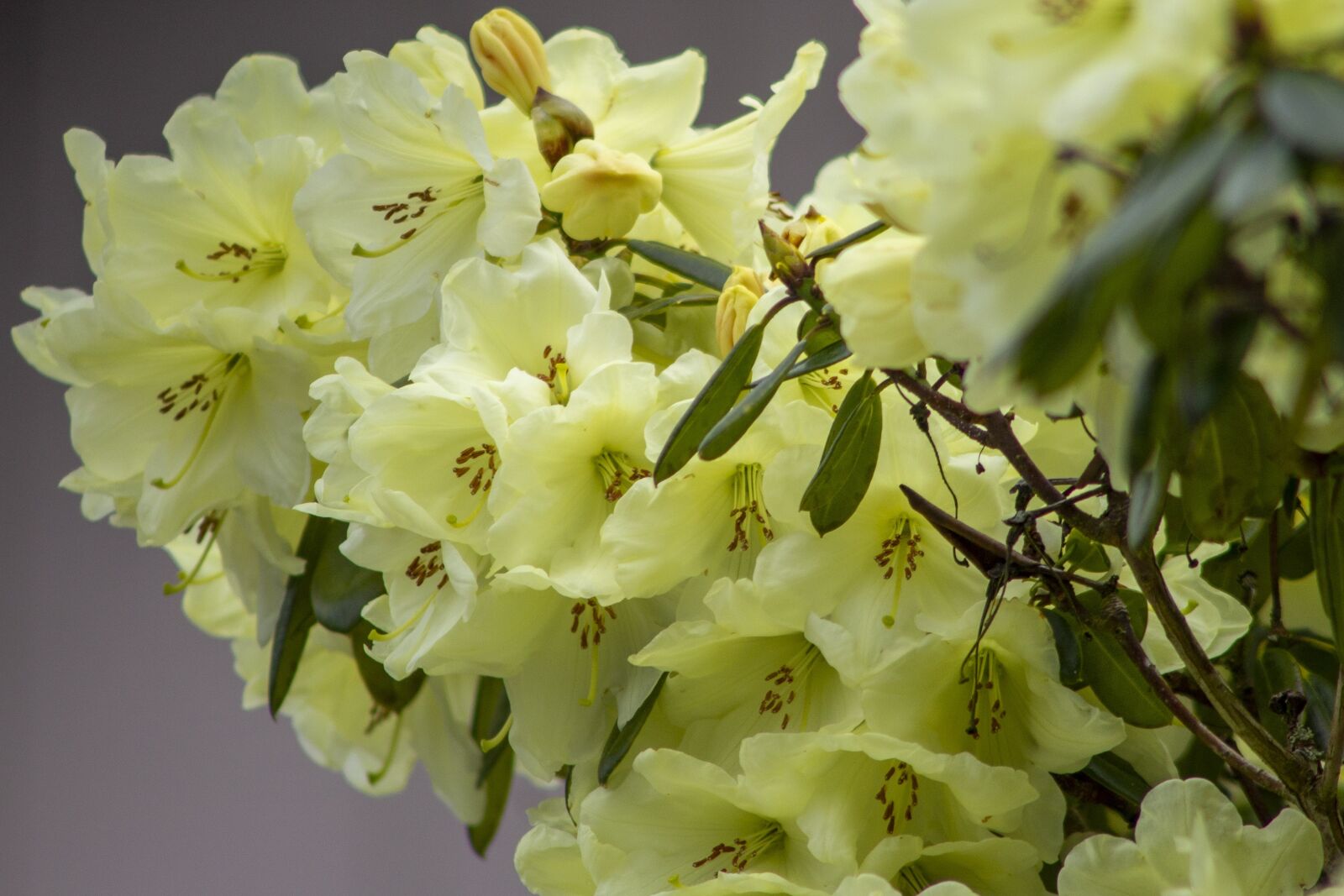 Canon EOS 1100D (EOS Rebel T3 / EOS Kiss X50) + Canon EF75-300mm f/4-5.6 sample photo. Flowers, spring, yellow photography