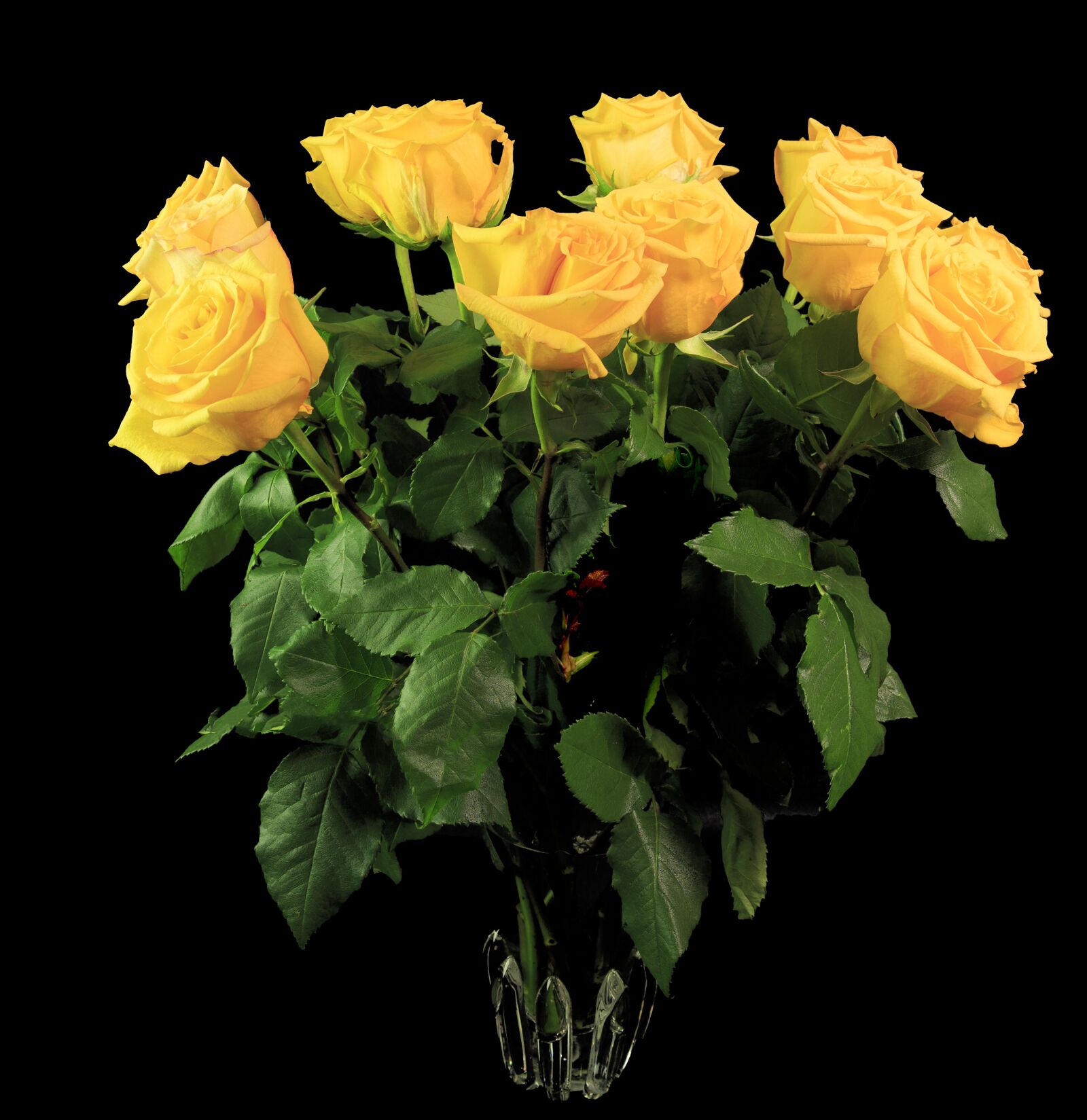 Canon EOS 5D Mark III + Canon EF 24-70mm F2.8L II USM sample photo. Roses, yellow roses, flowers photography