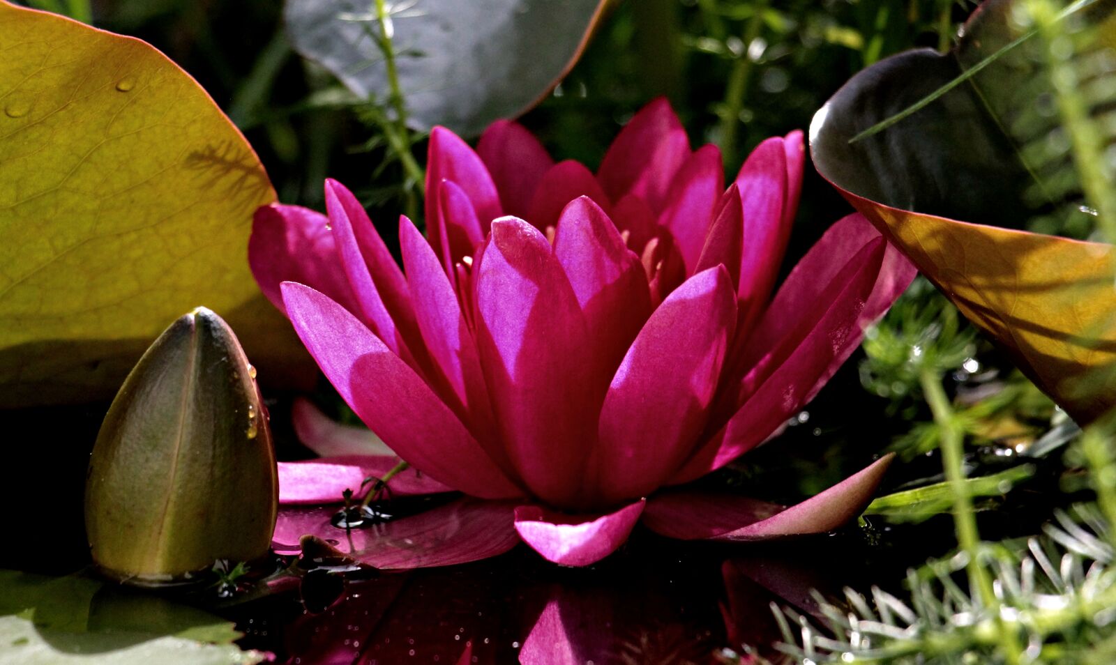 Canon EOS 550D (EOS Rebel T2i / EOS Kiss X4) sample photo. Water lily, nuphar lutea photography