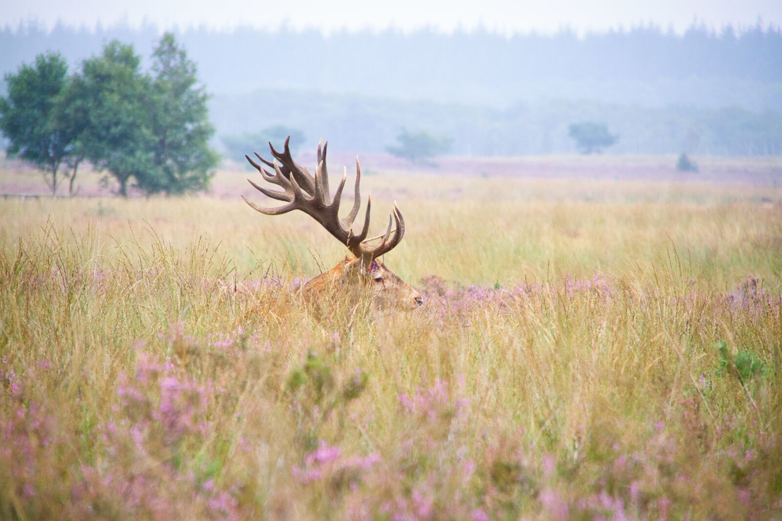 Canon EOS 7D + Canon EF-S 18-200mm F3.5-5.6 IS sample photo. Red deer, deer, hoge photography