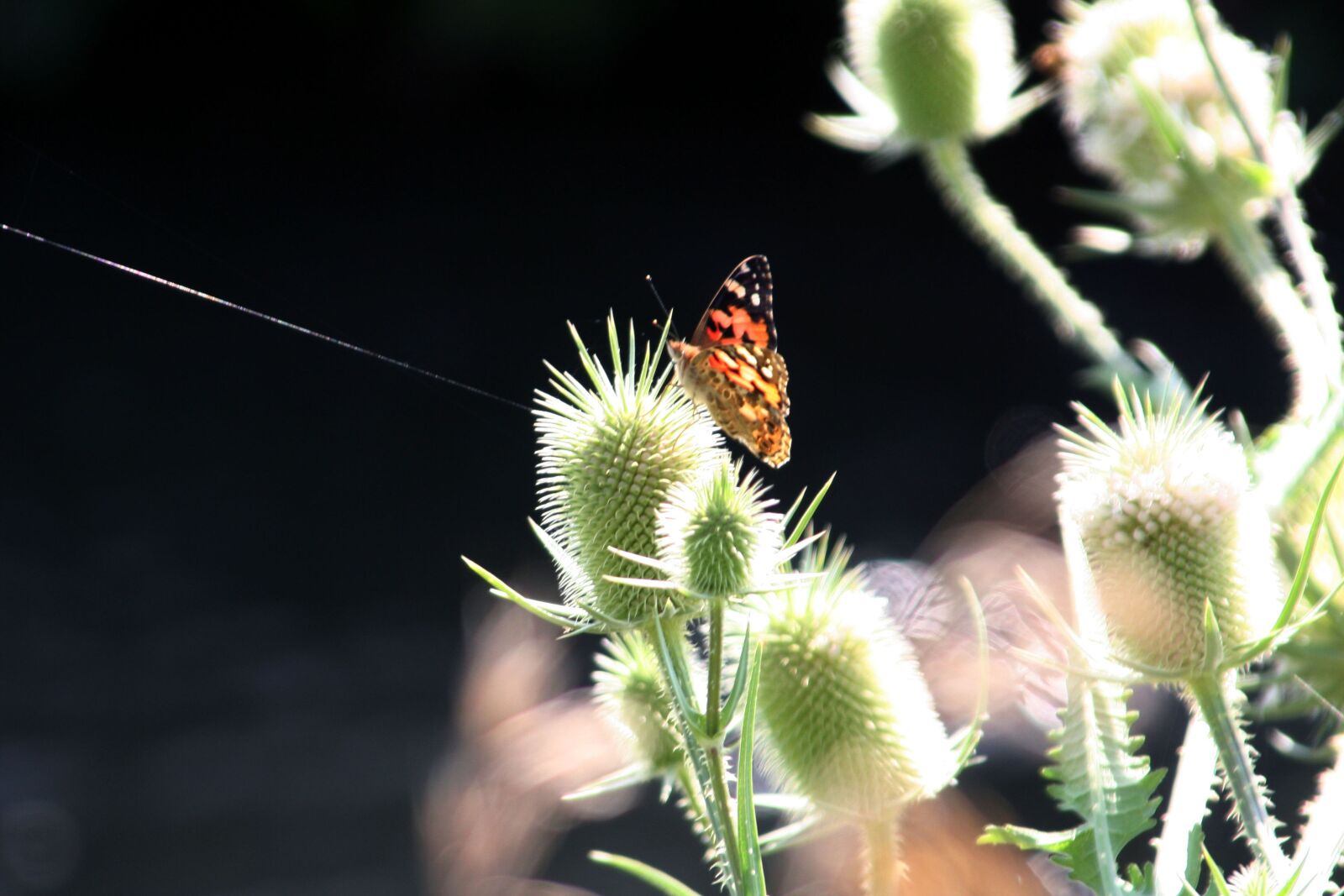 Canon EOS 350D (EOS Digital Rebel XT / EOS Kiss Digital N) sample photo. Thistle, flower, butterfly photography