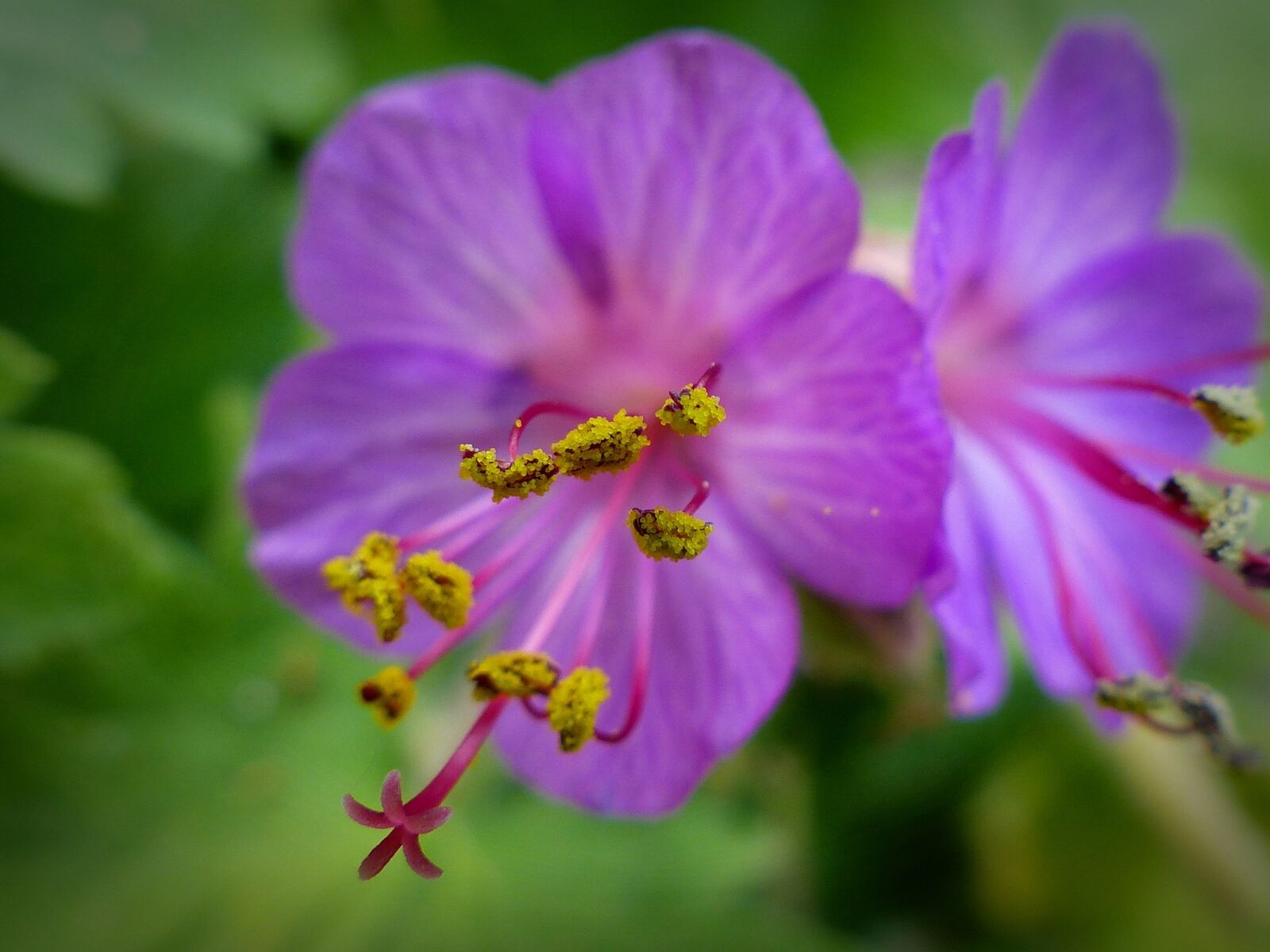 Panasonic Lumix DMC-FZ200 sample photo. Bee pollen, pollen, cranesbill photography