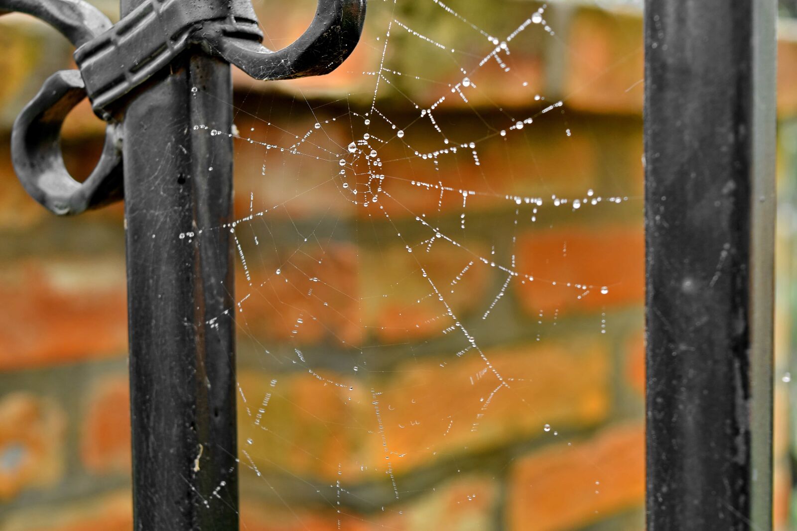 Nikon D5500 sample photo. Trap, cobweb, spider web photography