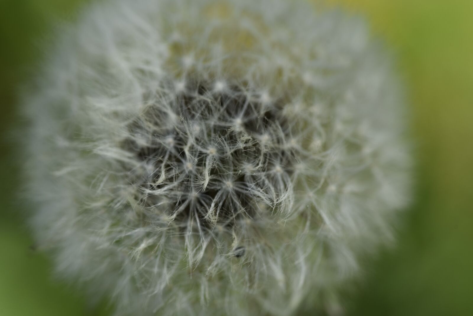 Nikon D750 sample photo. Dandelion, spring, nature photography