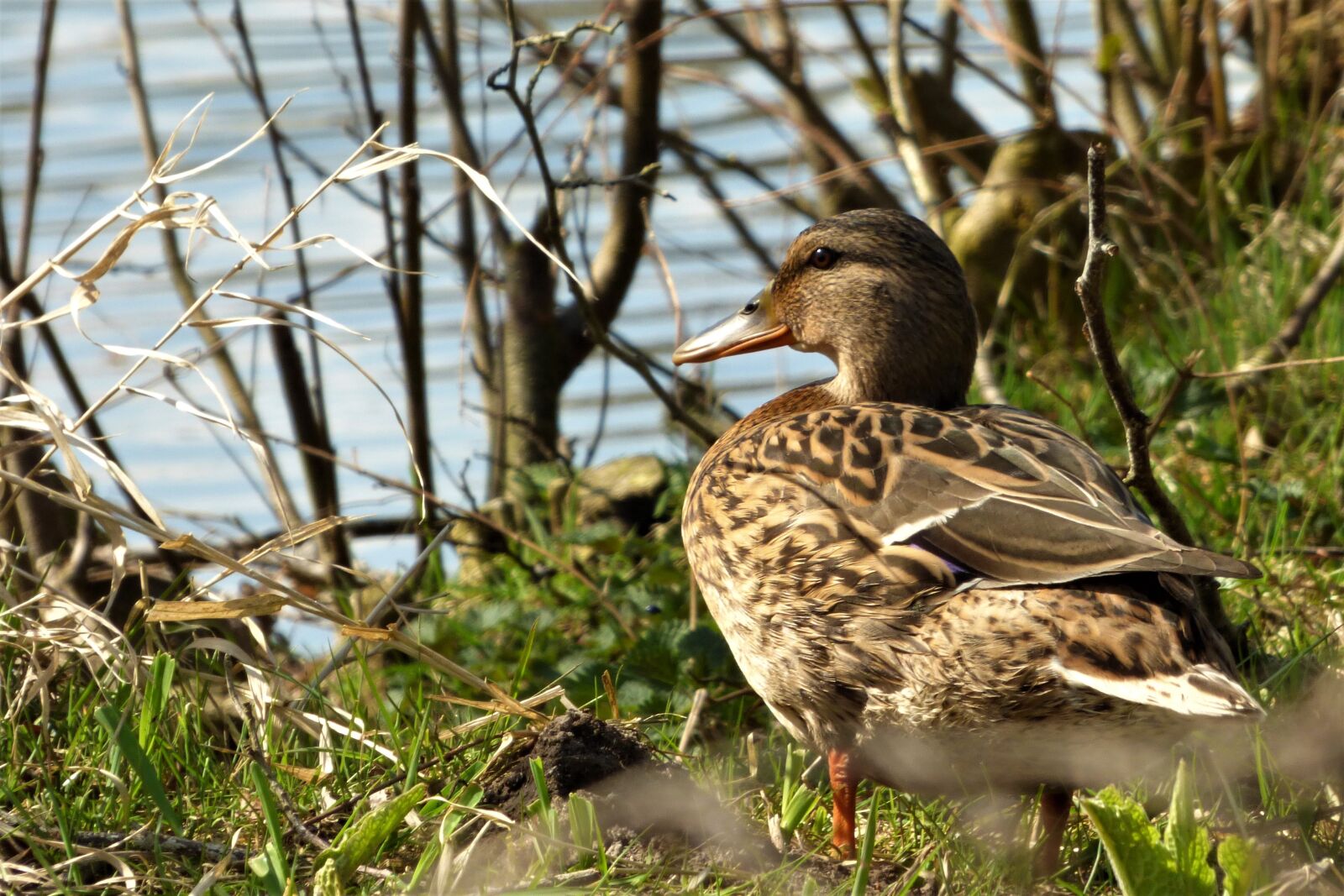 Panasonic DMC-FZ72 sample photo. Mallard, duck, water bird photography