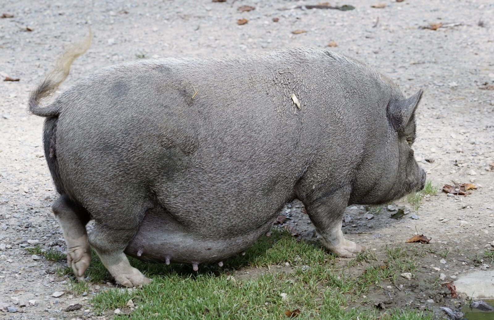 Sony DT 55-300mm F4.5-5.6 SAM sample photo. Pot bellied pig, pig photography