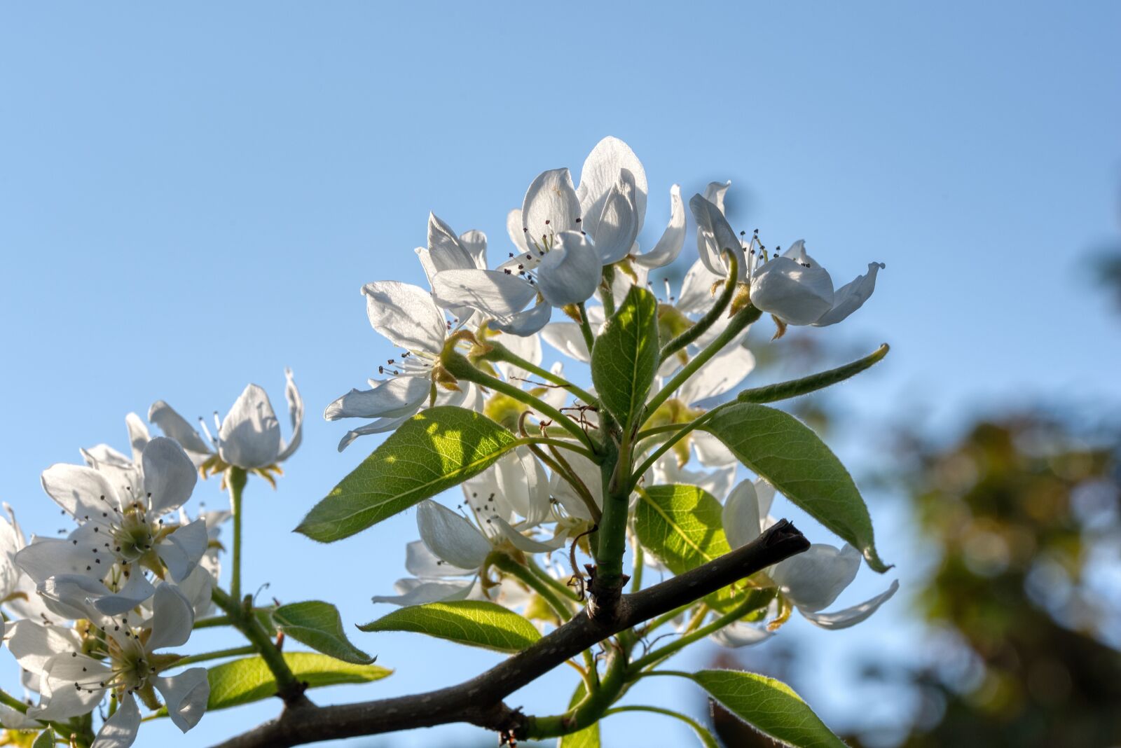 Nikon D750 sample photo. Pear tree, pear blossom photography