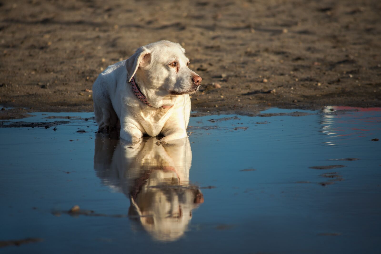 Nikon D7200 sample photo. Waters, animal, labrador photography