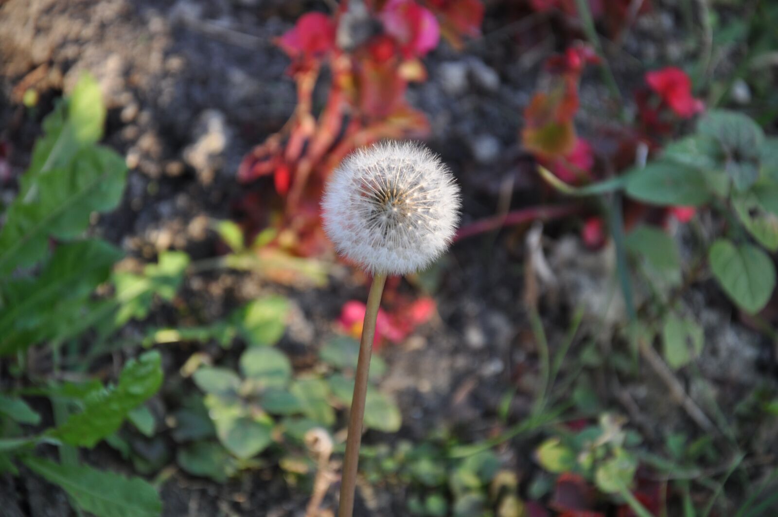 Nikon D90 sample photo. Loneliness, plant, chicory photography