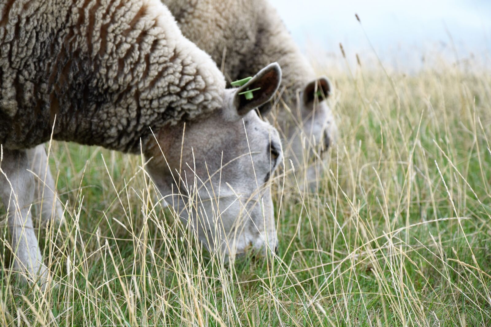 Nikon D5300 sample photo. Sheep, browser, grass photography