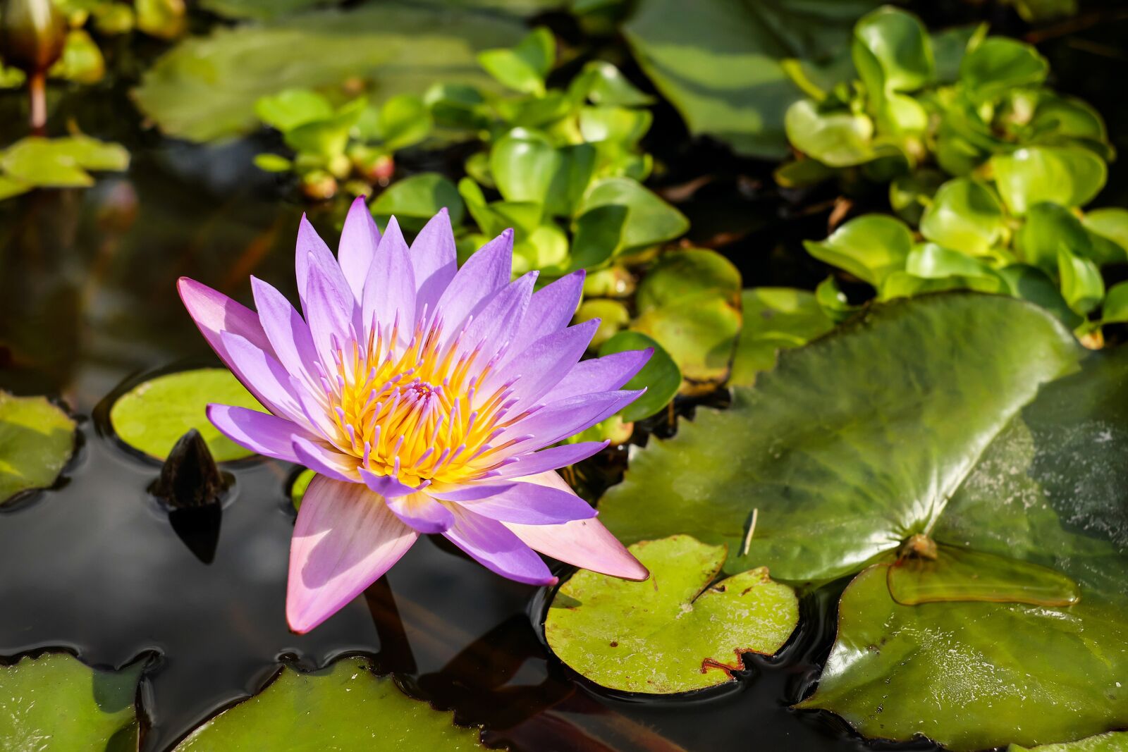 Fujifilm X-T10 + Fujifilm XF 35mm F1.4 R sample photo. Water lily, flower, blossom photography